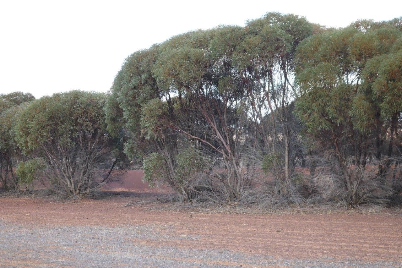 L265 Calzoni Road, Woolocutty WA 6369, Woolocutty - Thumbnail 6