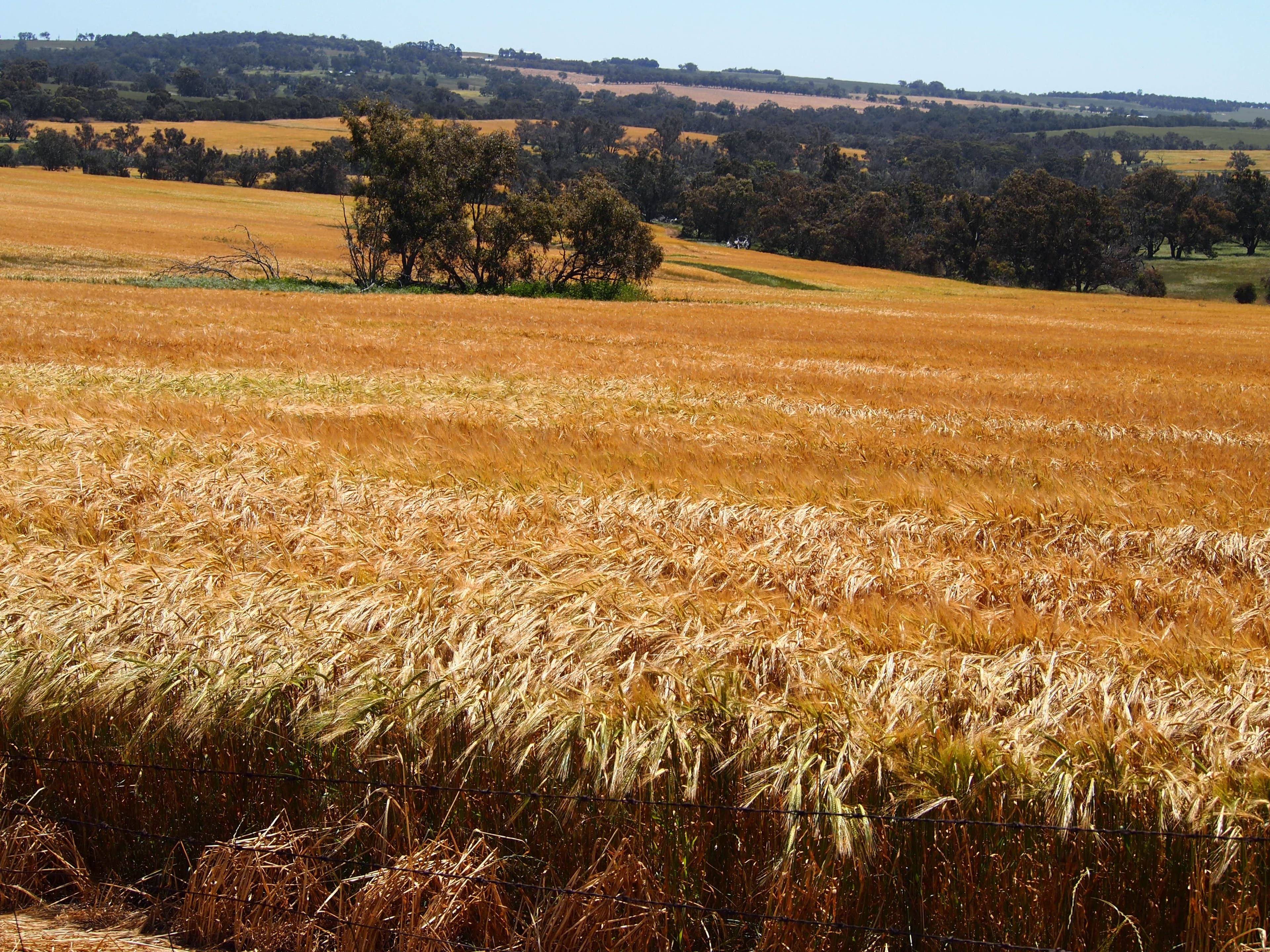Hyfield, Crossburn, Yaralla, KOJONUP WA 6395, Kojonup - Thumbnail 7
