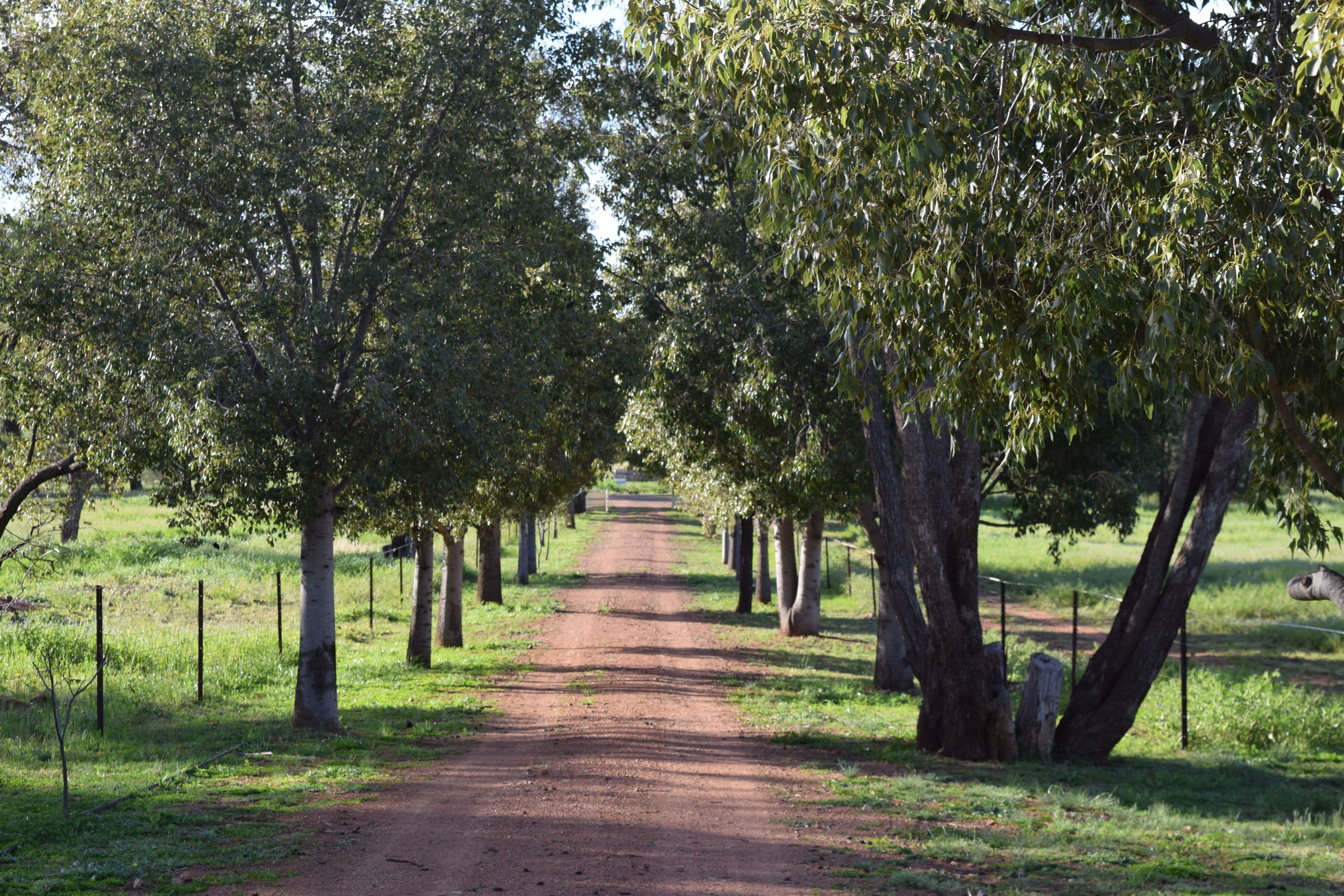 878 Mount Tallabung Road, Wirrinya NSW 2871, Wirrinya - Thumbnail 6