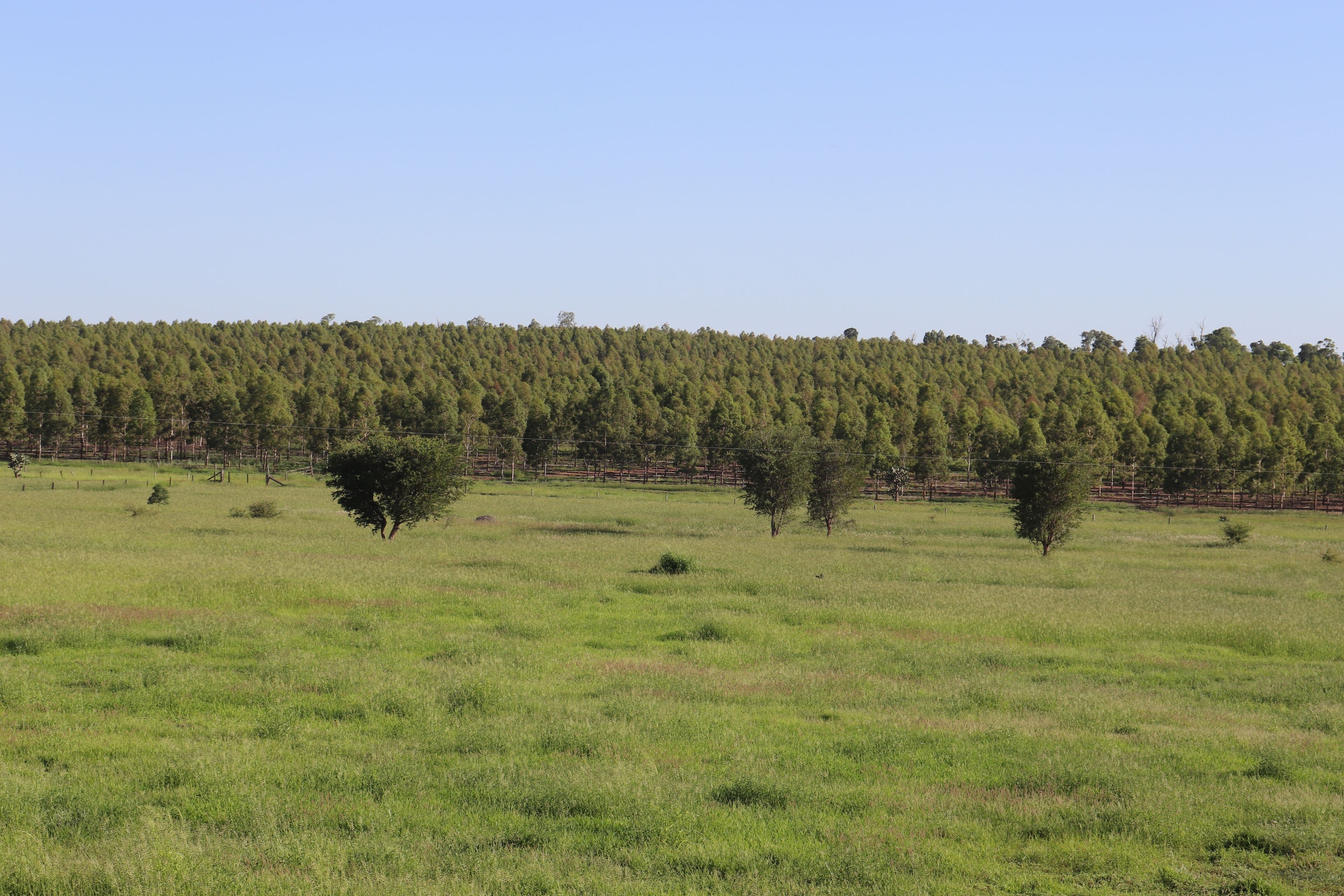 Lot 139 Old Rosevale Road, Jandowae QLD 4410, Jandowae - Image 1