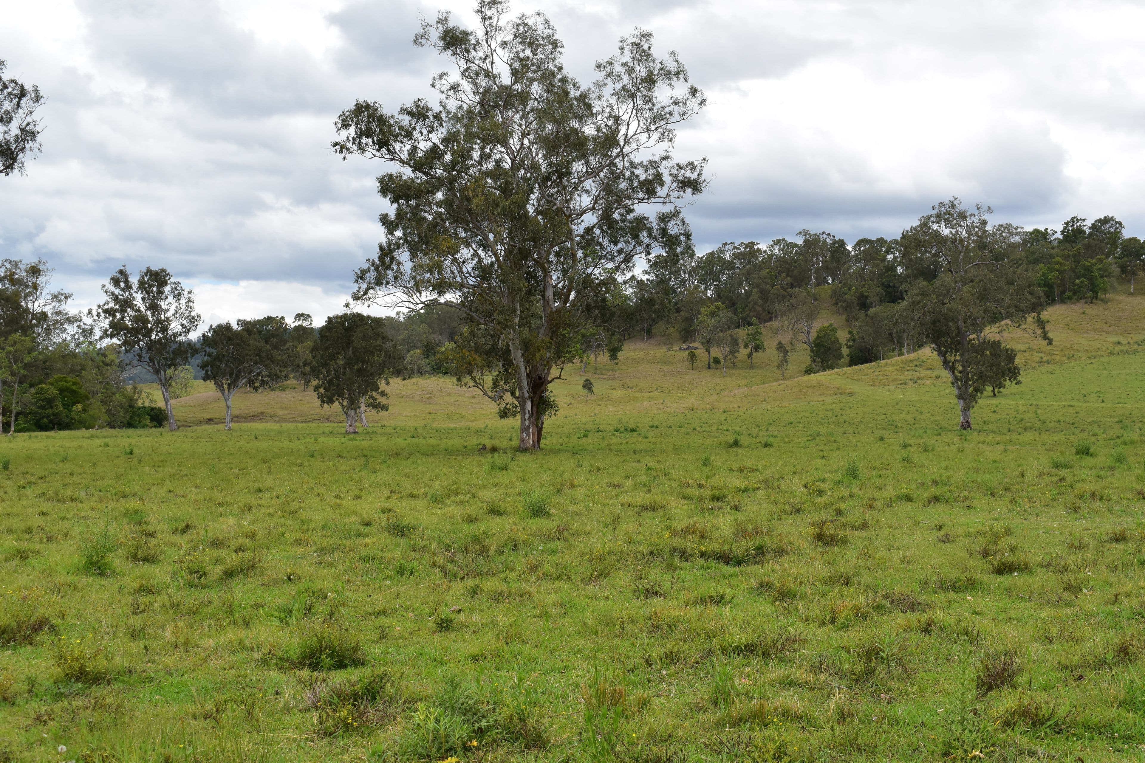 135C Bungabbee Road, Bungabbee NSW 2480, Bungabbee - Thumbnail 5