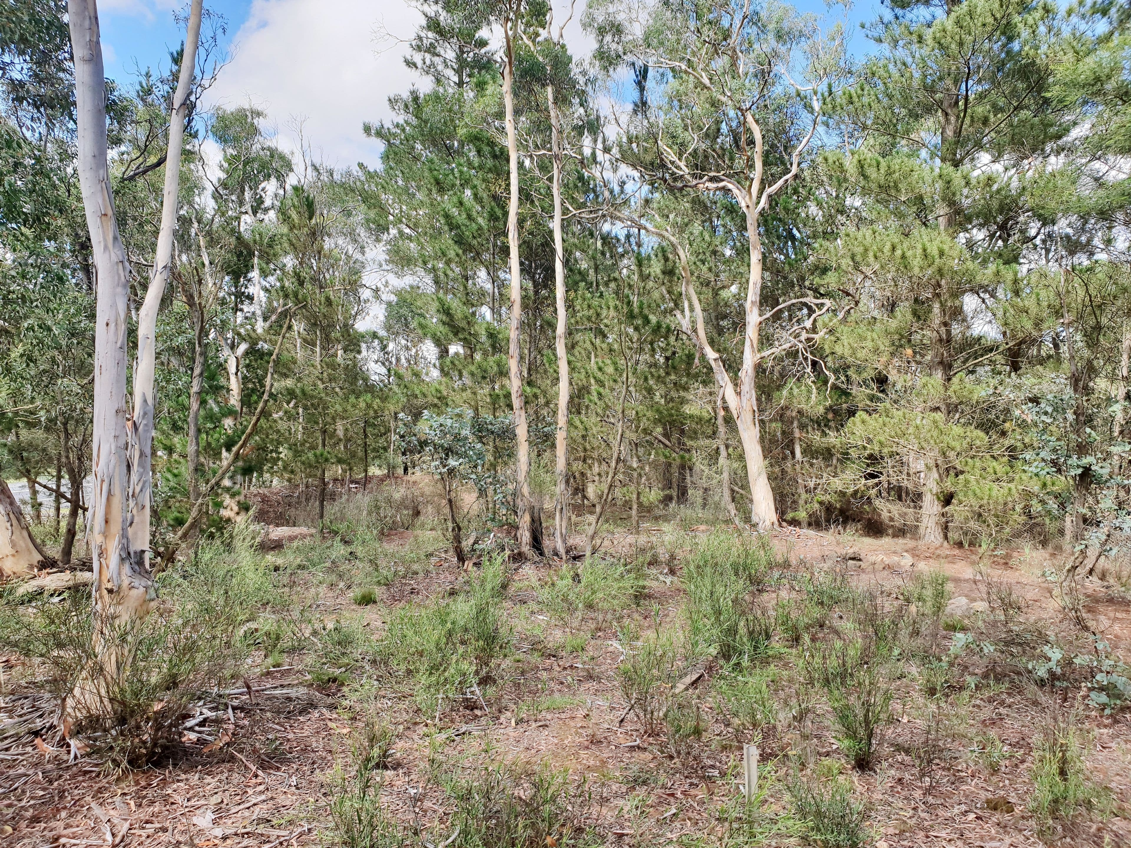 124 Nerriga Road, Braidwood NSW 2622, Braidwood - Thumbnail 3