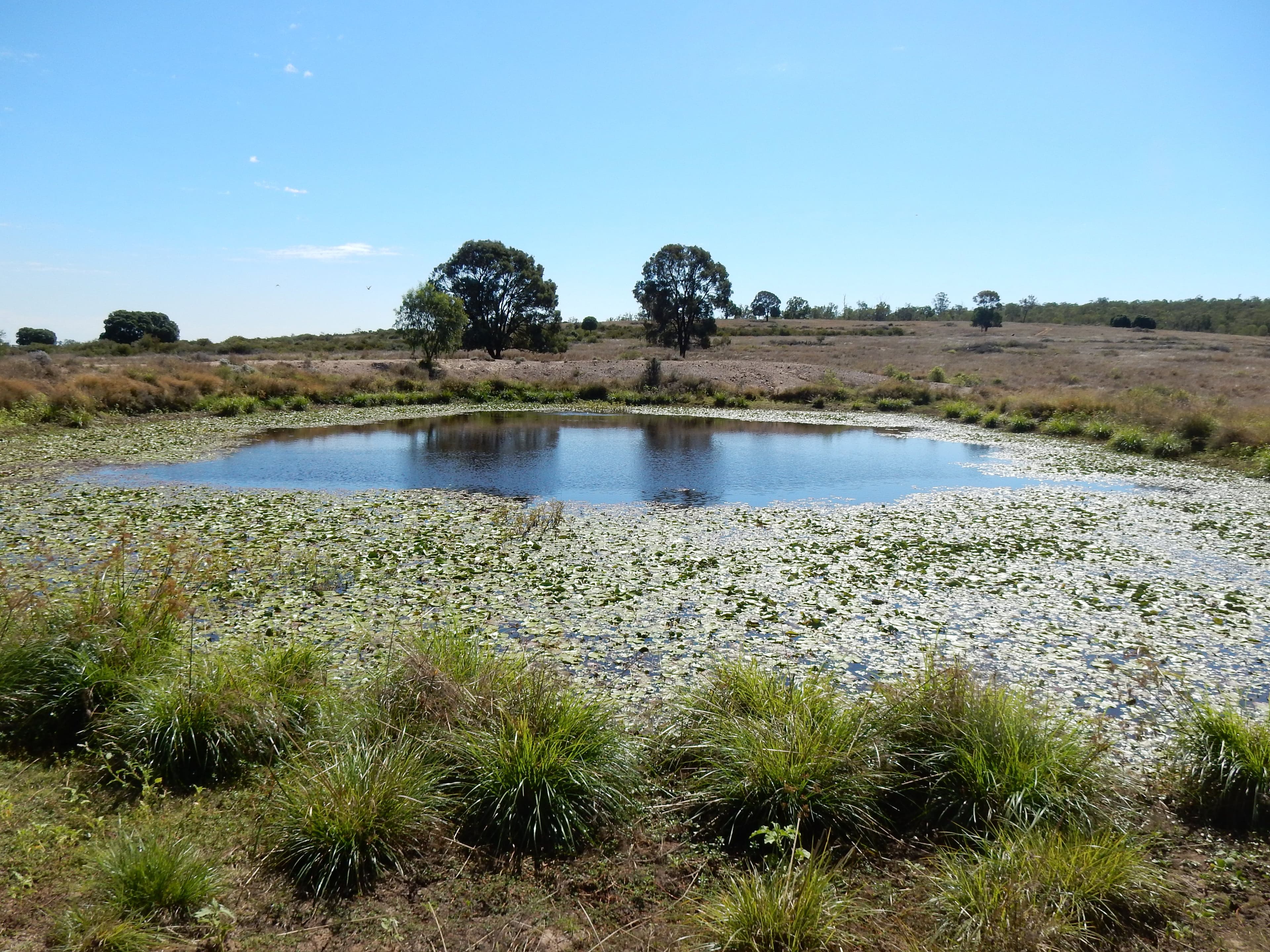 Goovigen QLD 4702, Goovigen - Thumbnail 6