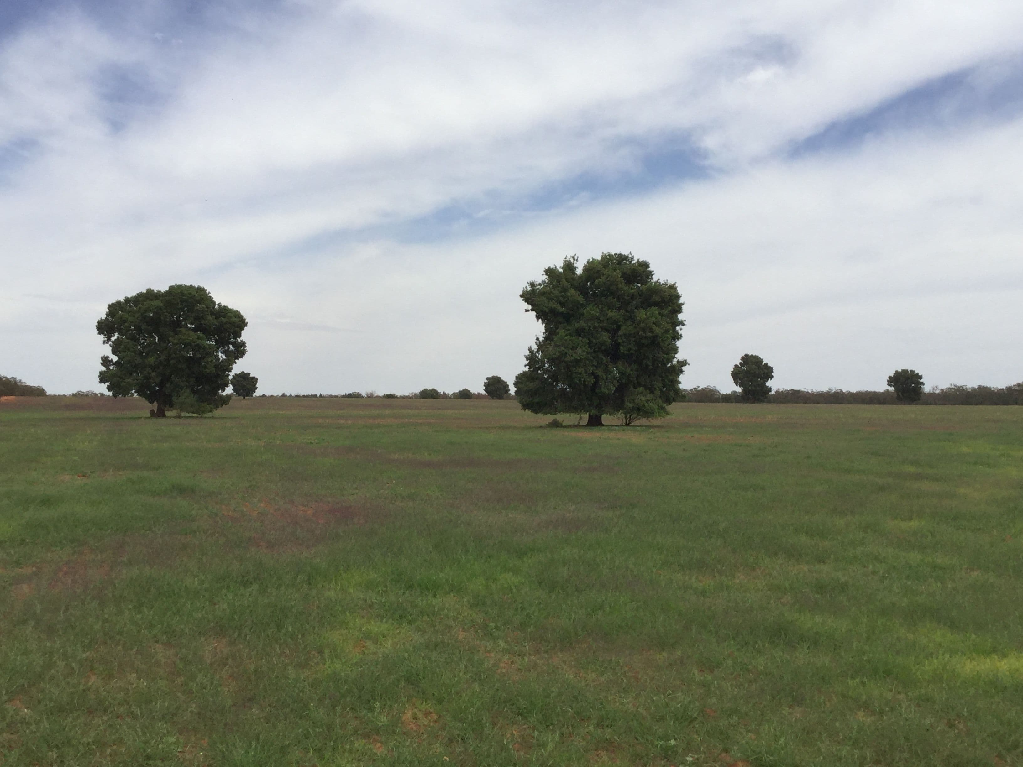 "Boolaroo" and "Warra Warra" Palesthan Road, CONDOBOLIN NSW 2877, Condobolin - Image 1