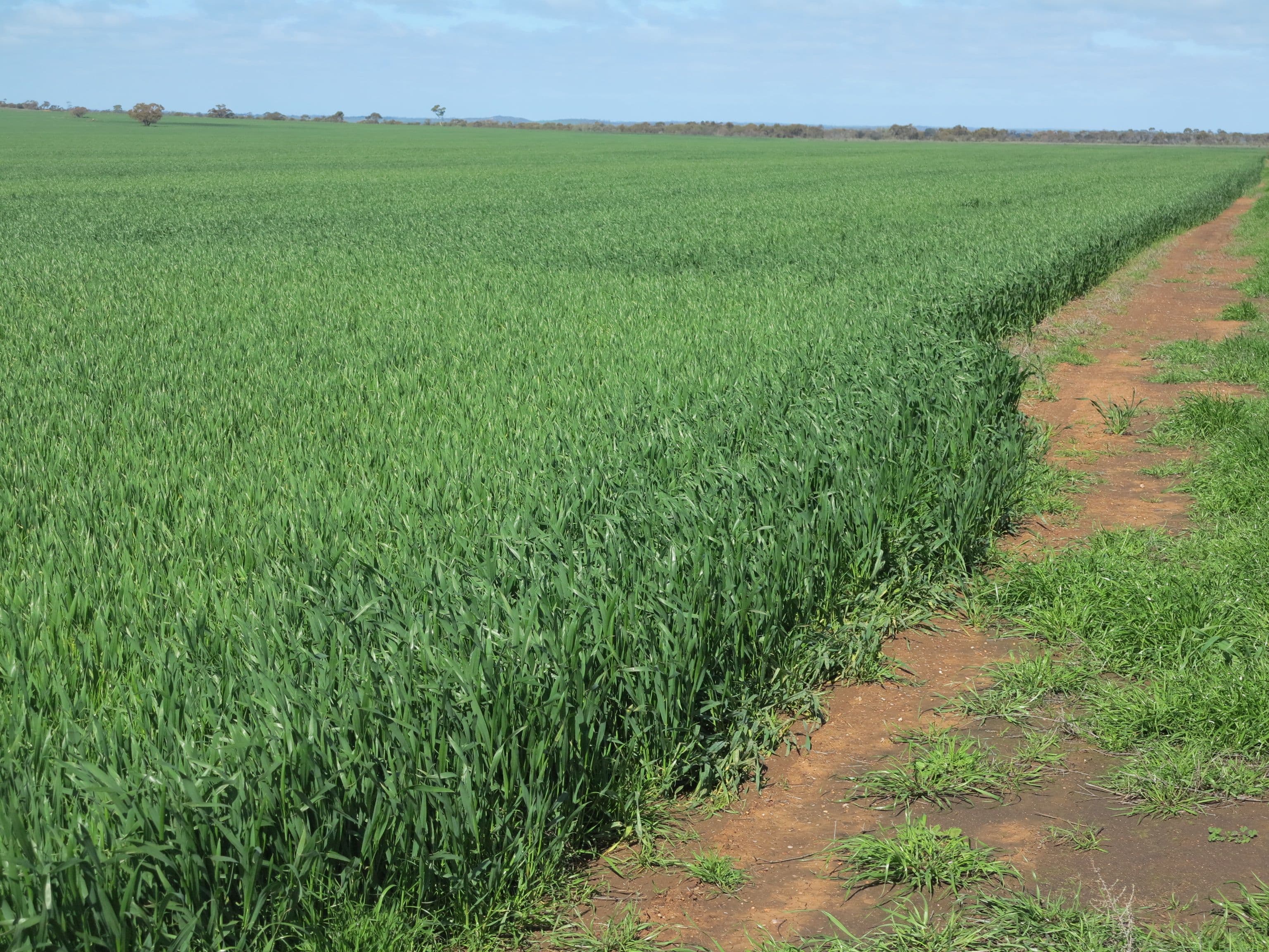 Mitchells North, Coorow WA 6515, Coorow - Thumbnail 4