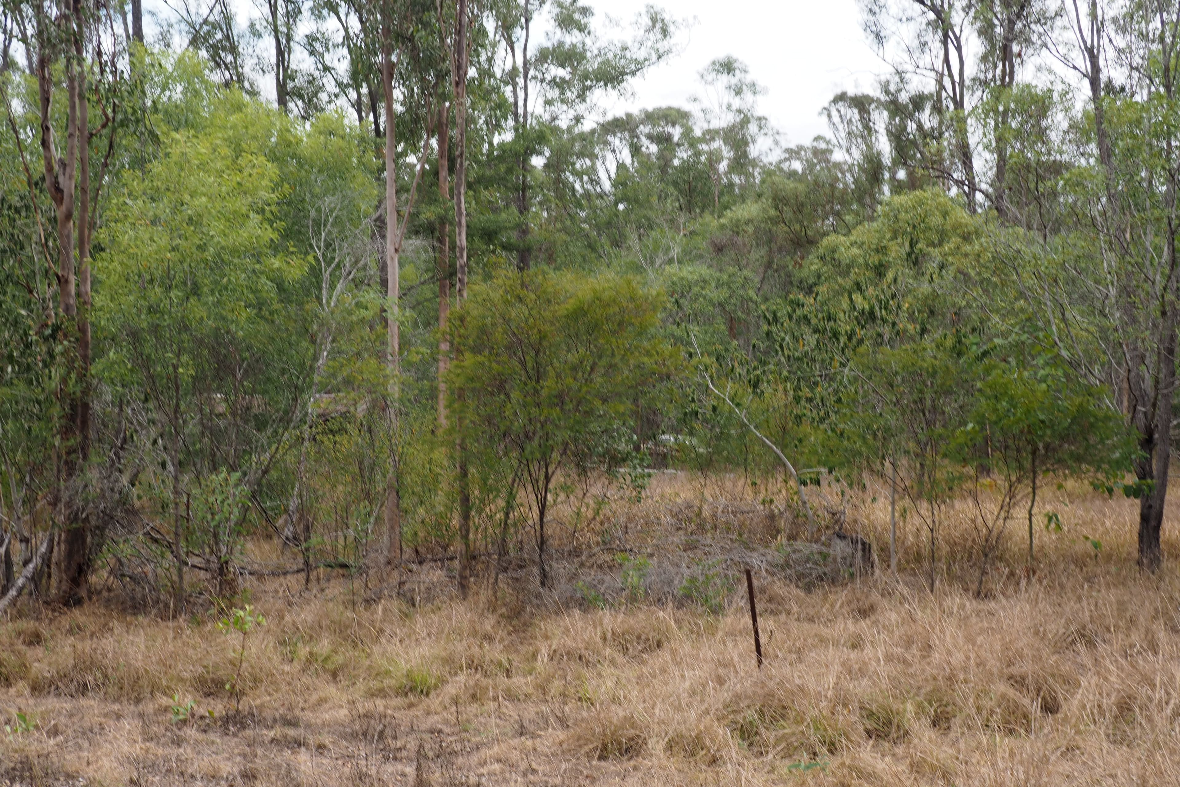 195 Nangarin Road, Oakhurst QLD 4650, Oakhurst - Thumbnail 6