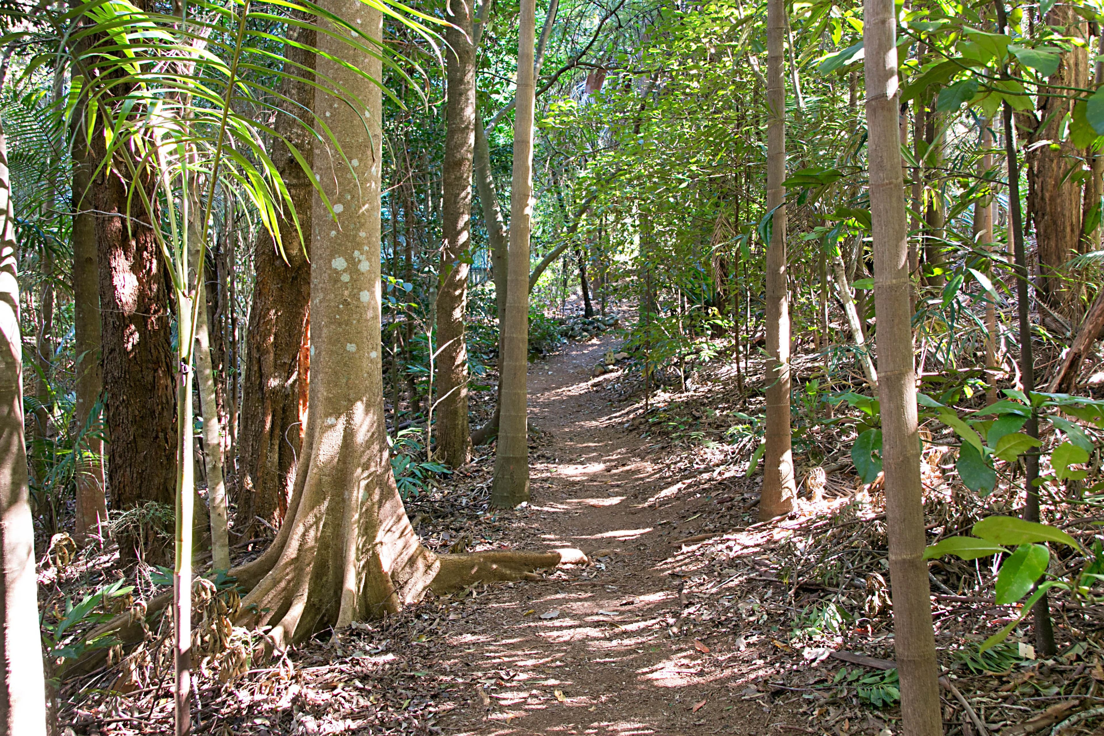 29 Garden of Eden Road, Tomewin NSW 2484, Tomewin - Image 1