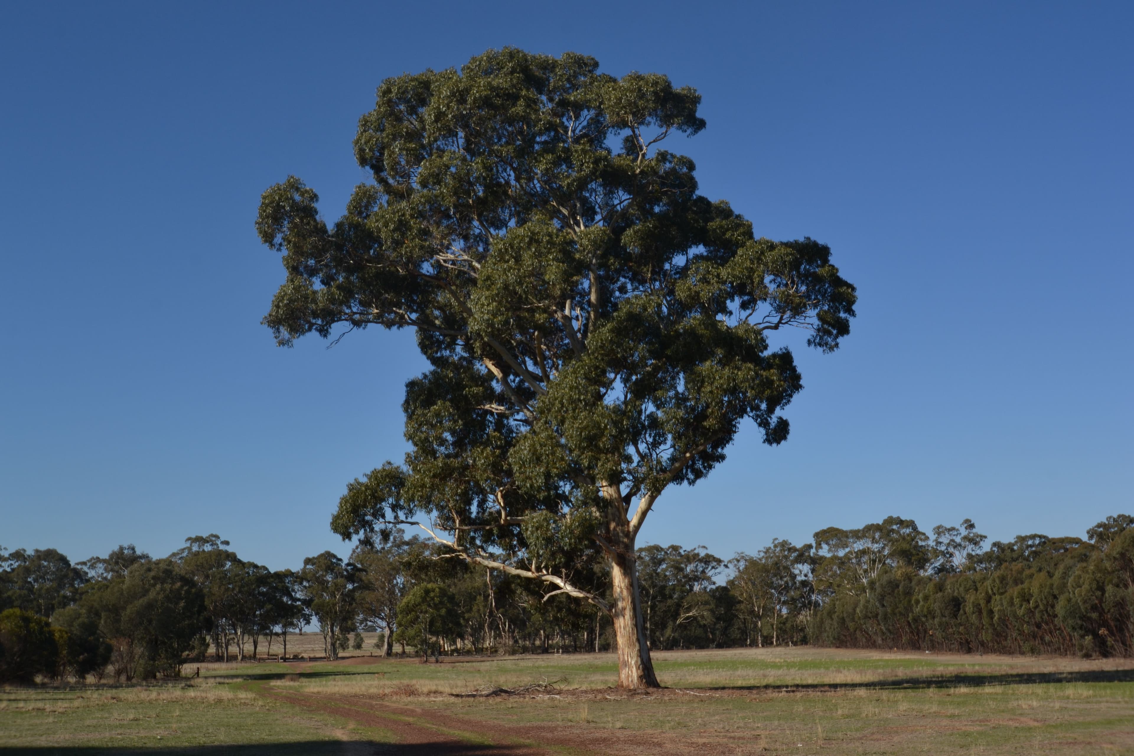 Whroo VIC 3612, Whroo - Thumbnail 7
