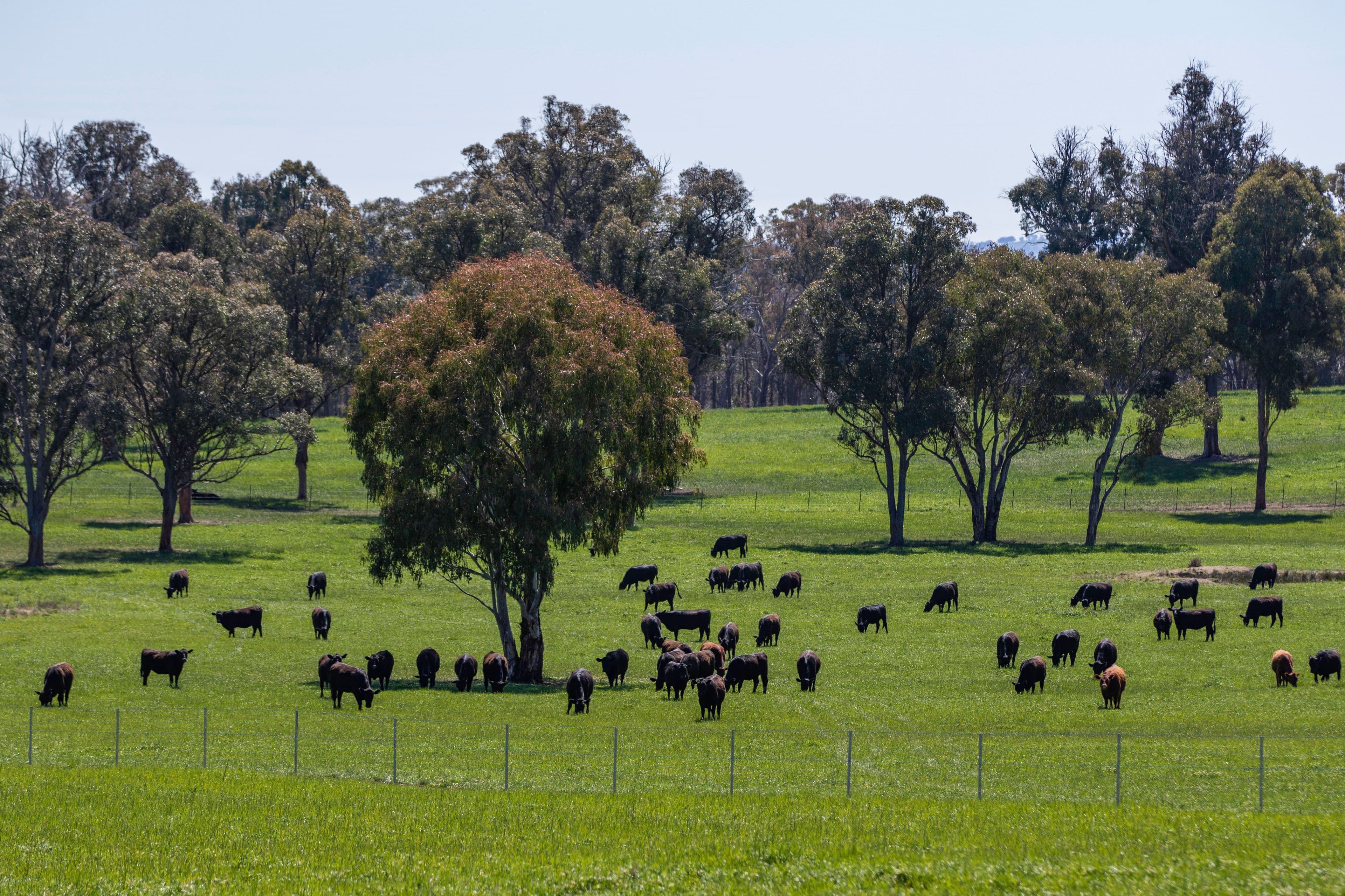 271 Tenterden Road, Guyra NSW 2365, Guyra - Thumbnail 6