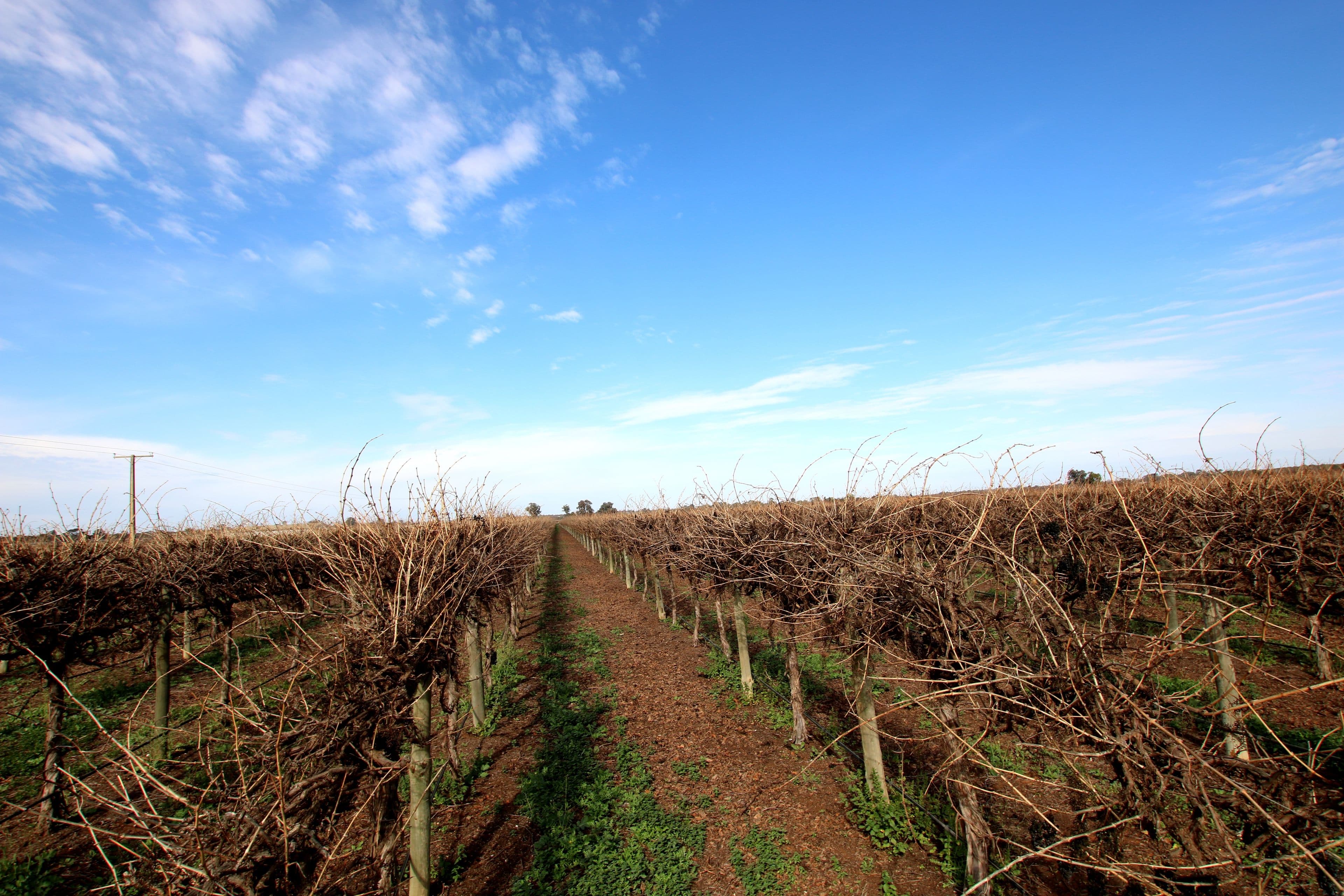 Lot 3 Mortimer Drive, Monash SA 5342, Monash - Thumbnail 6