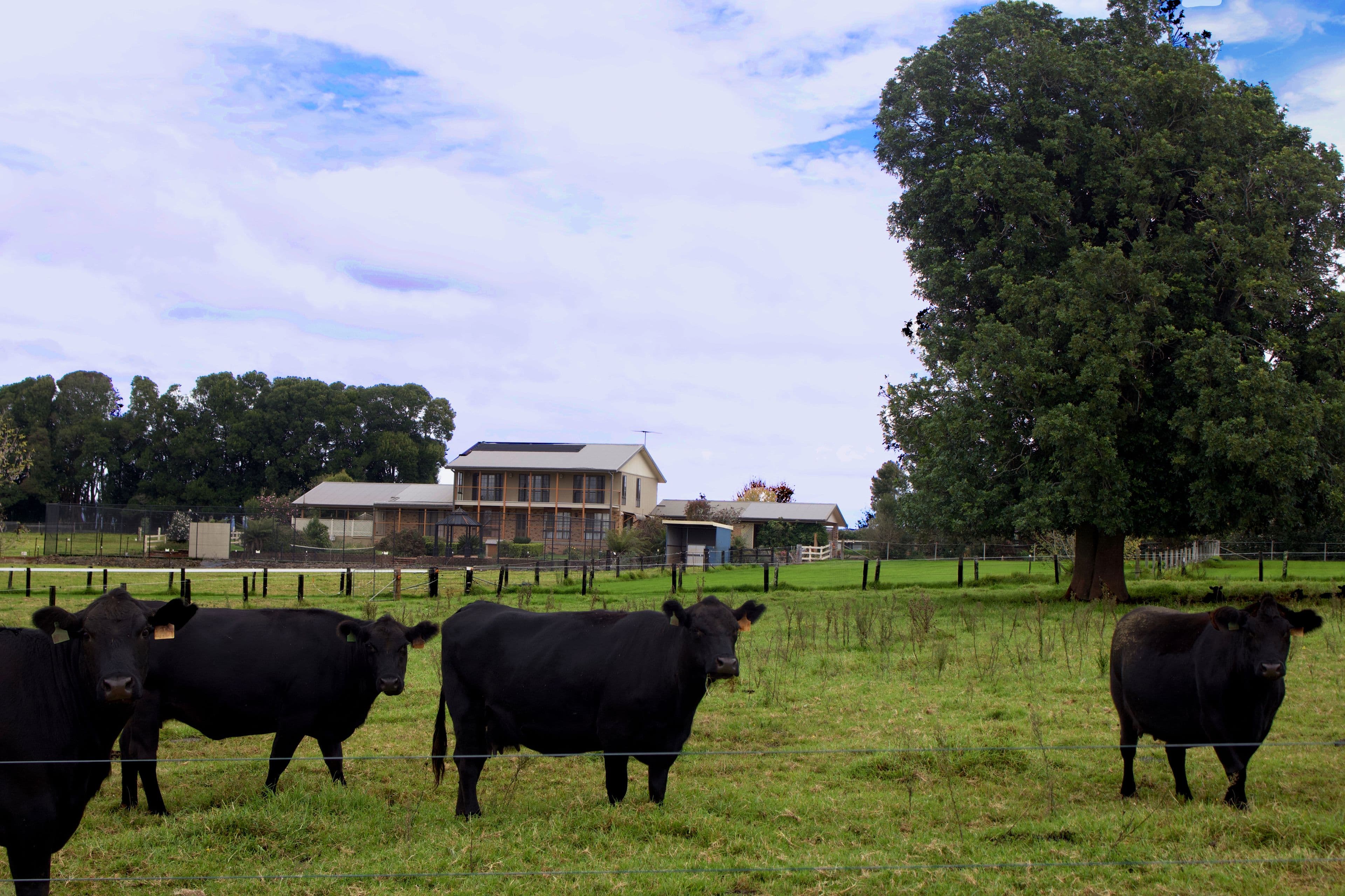 621 Old Coast Road, Dorrigo NSW 2453, Dorrigo - Thumbnail 3