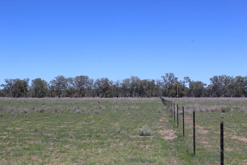 " Berrigal Farm", Bellata NSW 2397, Bellata - Thumbnail 6