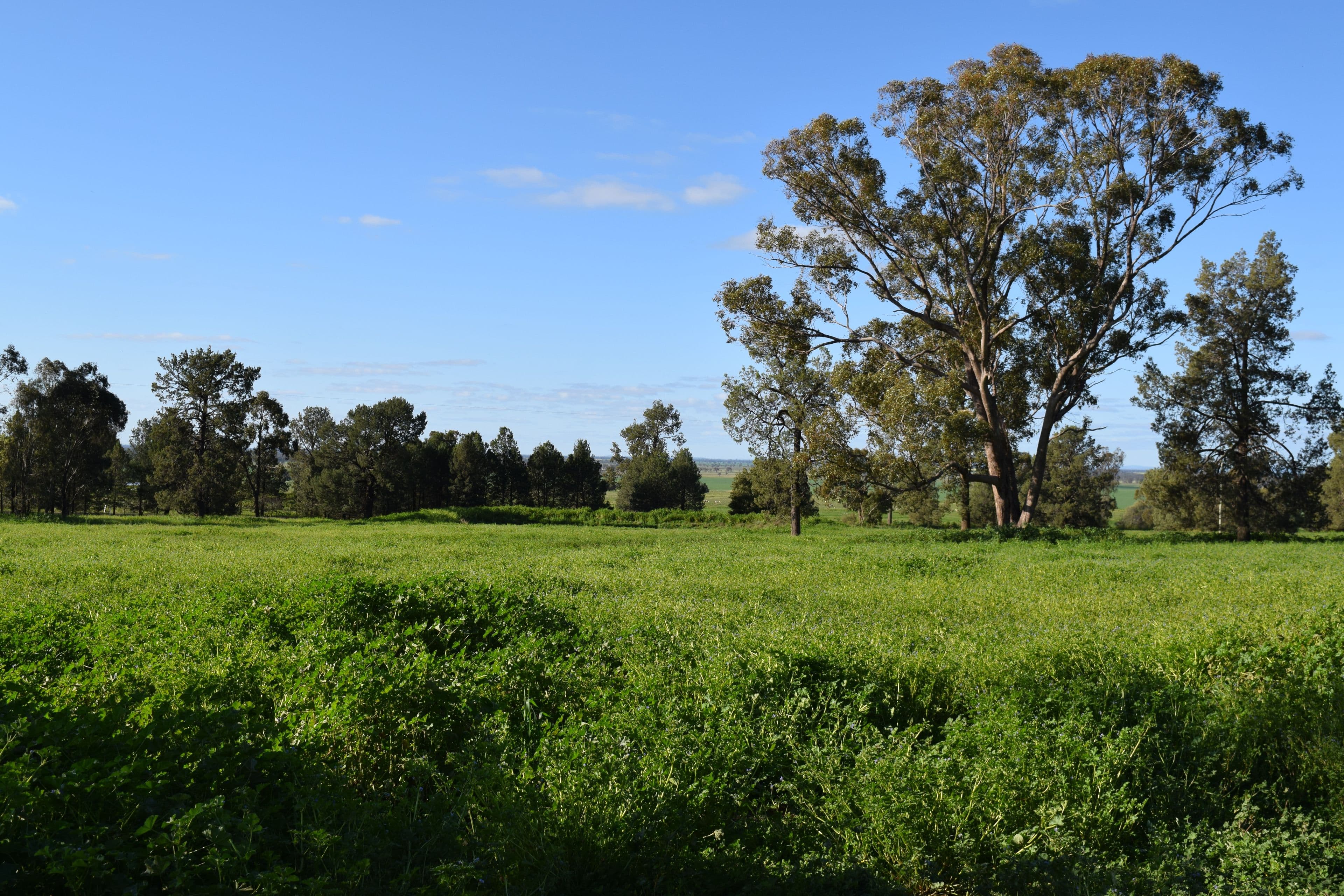 878 Mount Tallabung Road, Wirrinya NSW 2871, Wirrinya - Thumbnail 4
