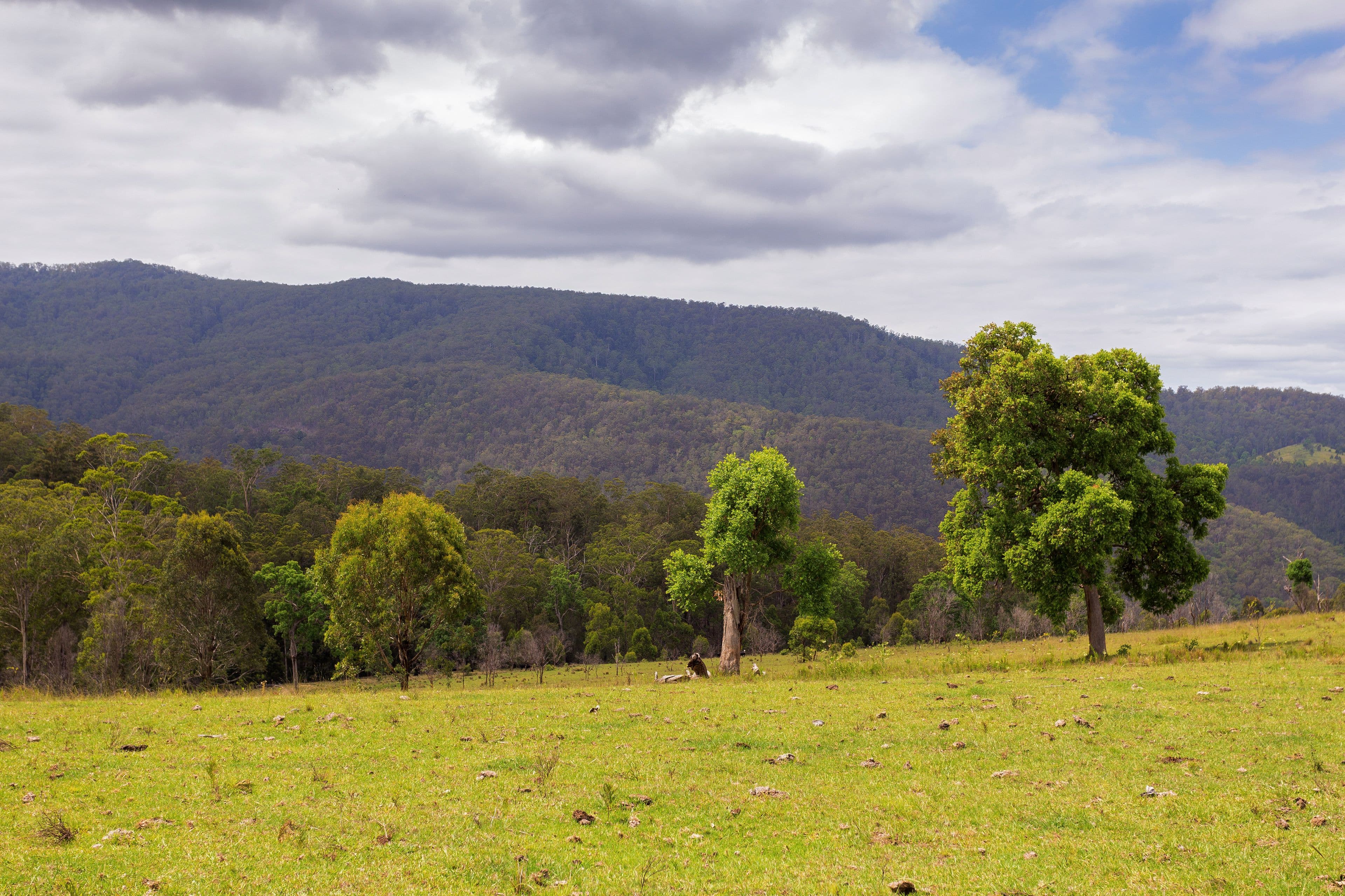 188 Enfield Range Road, Cooplacurripa NSW 2424, Cooplacurripa - Thumbnail 8