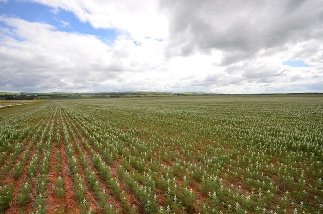 "Baileys" Farrell Flat Road, Farrell Flat SA 5416, Farrell Flat - Thumbnail 2