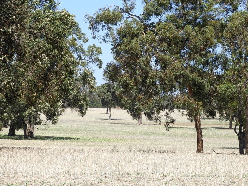 Boase Road Farm, Bakers Hill WA 6562, Bakers Hill - Thumbnail 3