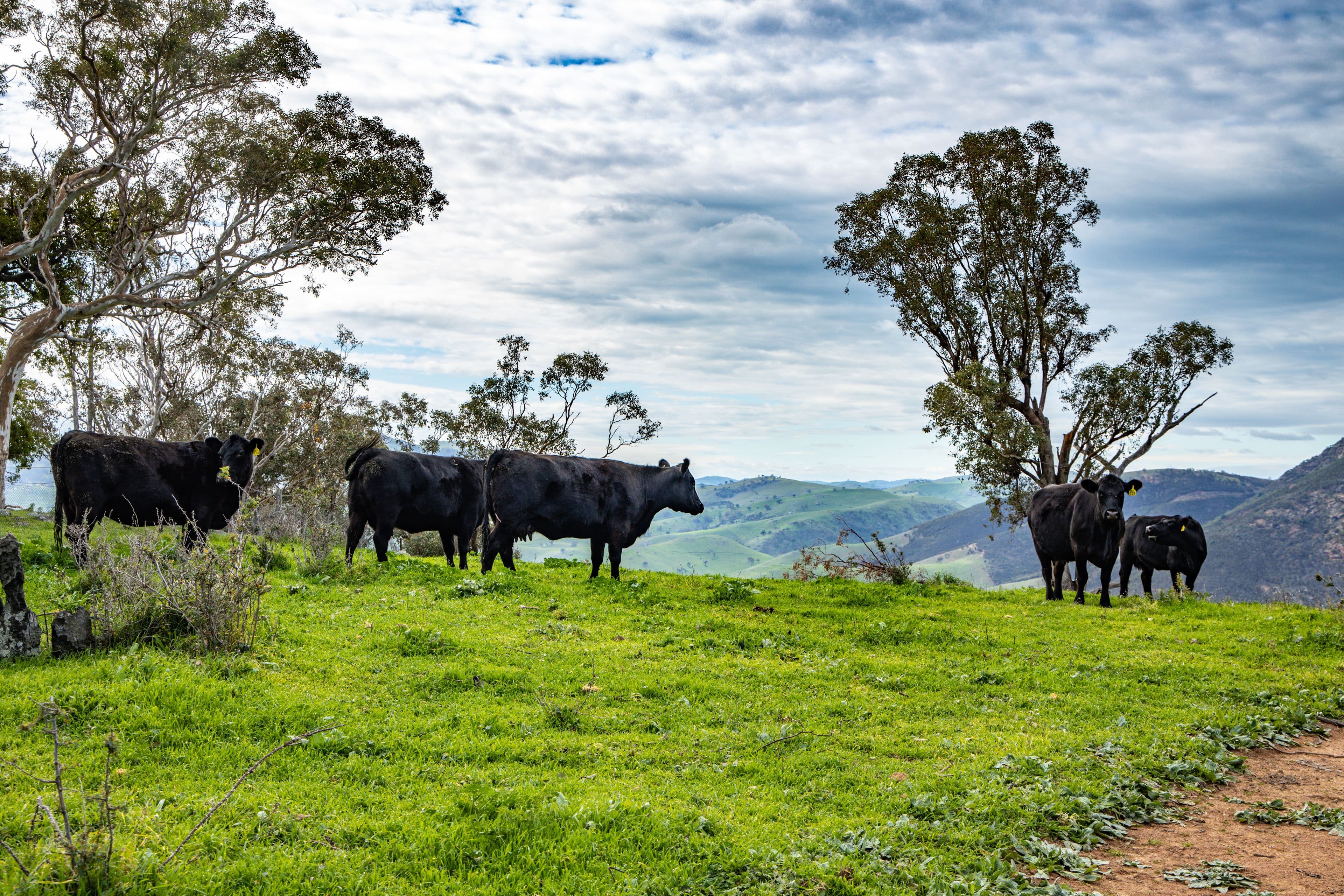 . 'The Barberosa', Jugiong NSW 2726, Jugiong - Thumbnail 6