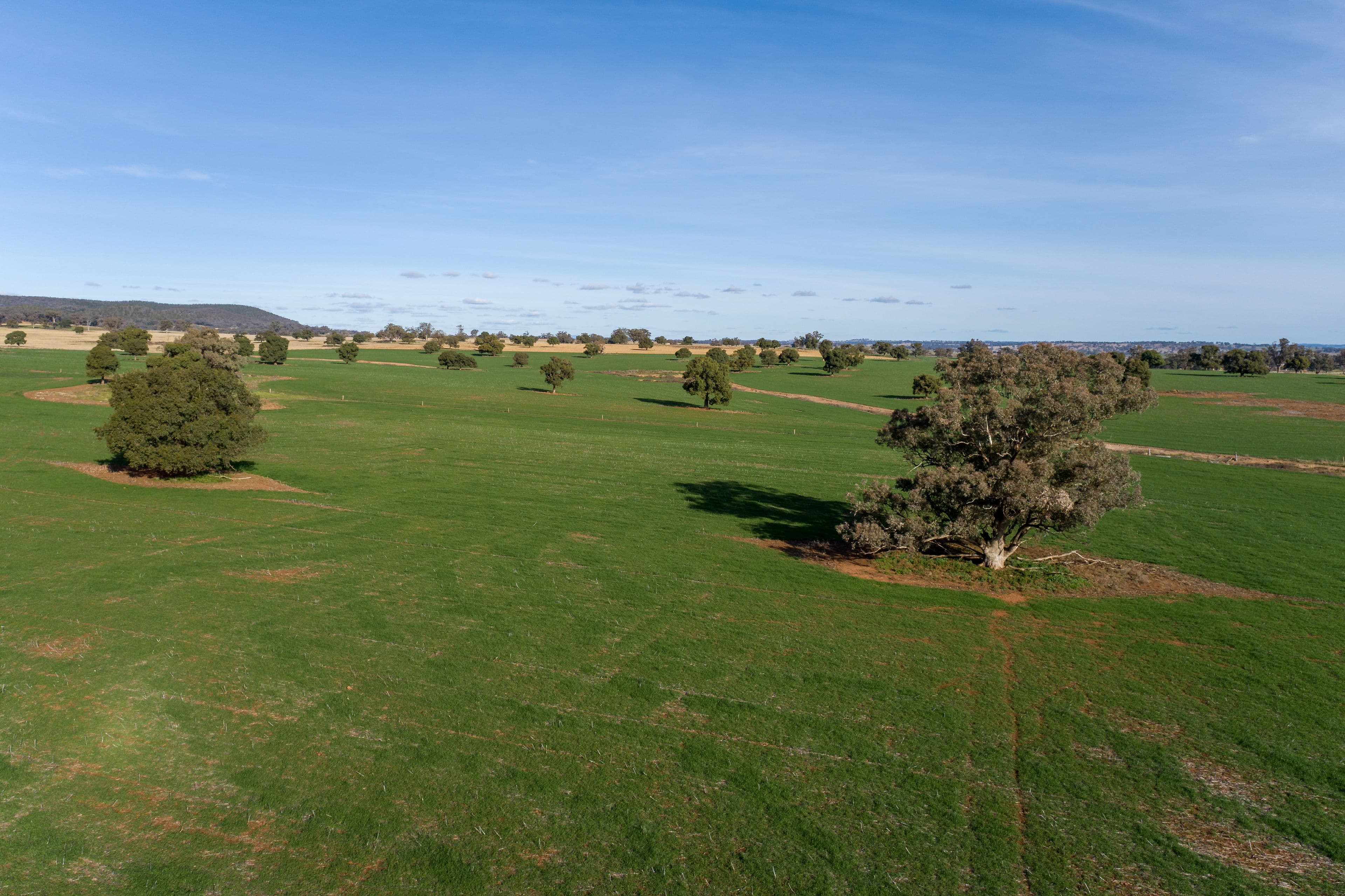 401 Catombal Road, Cumnock NSW 2867, Cumnock - Thumbnail 7