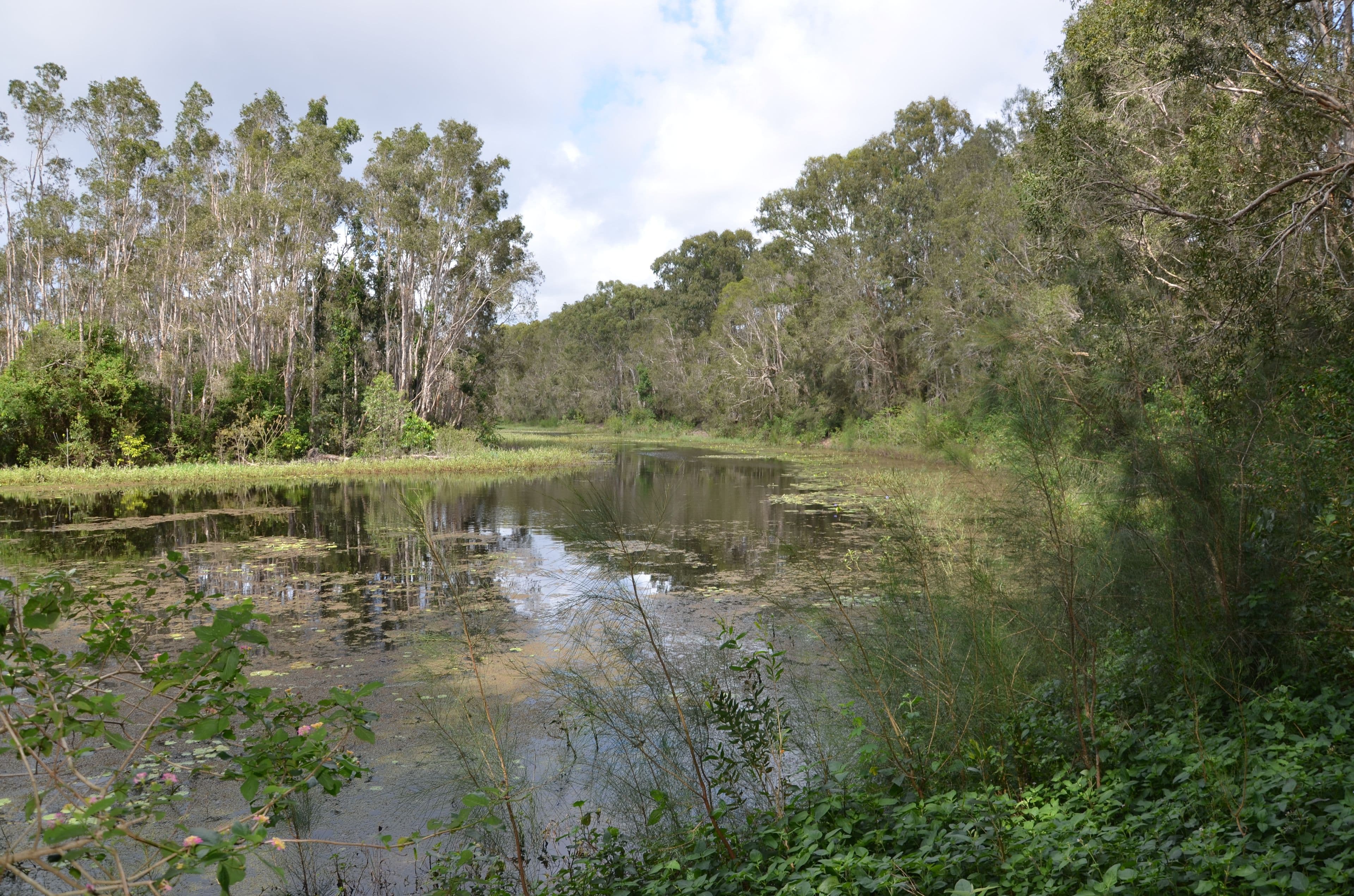 1499 Roys Road, Coochin Creek QLD 4519, Coochin Creek - Thumbnail 3