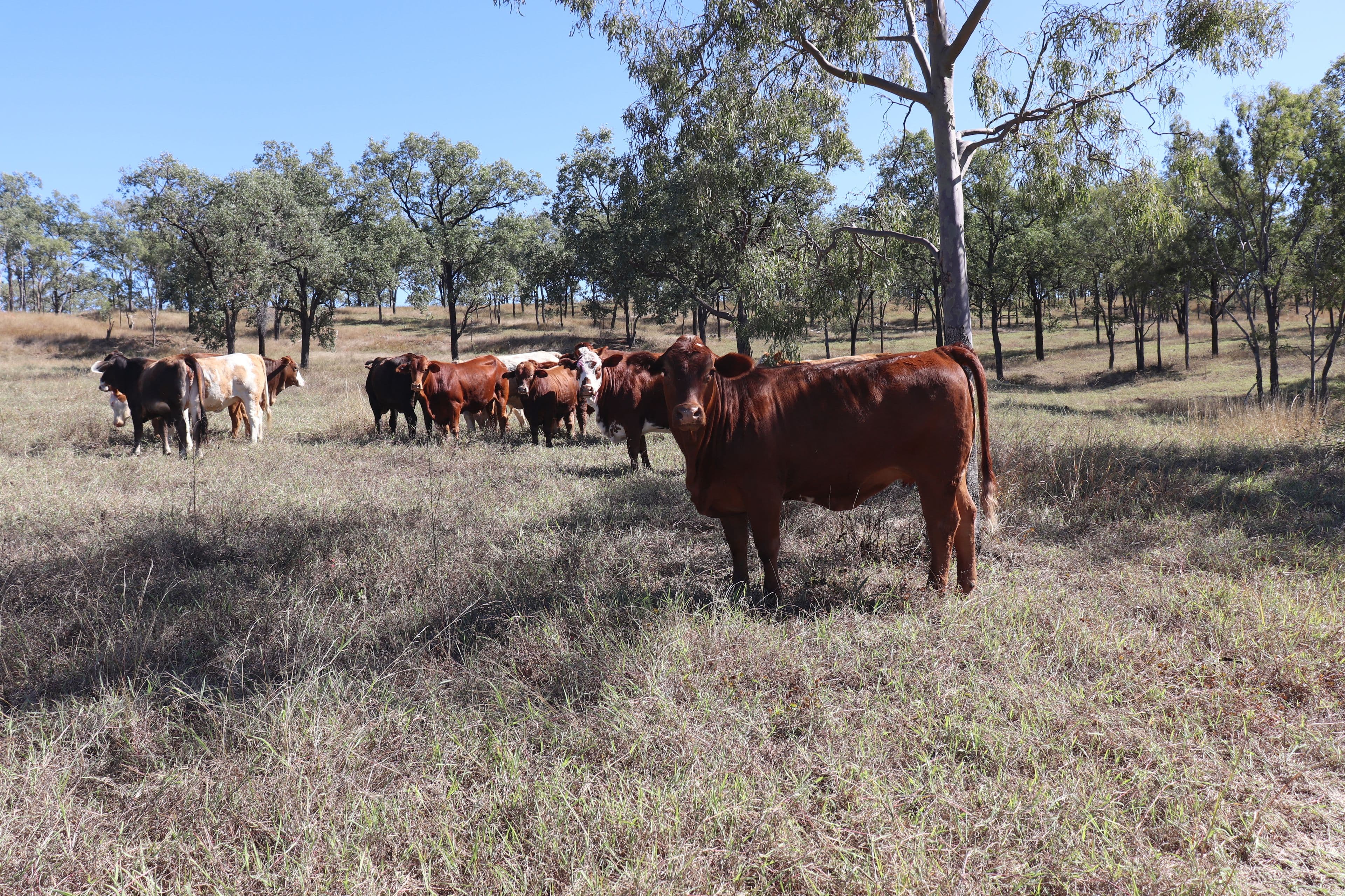 428 Cannindah Road, Monto QLD 4630, Monto - Thumbnail 4