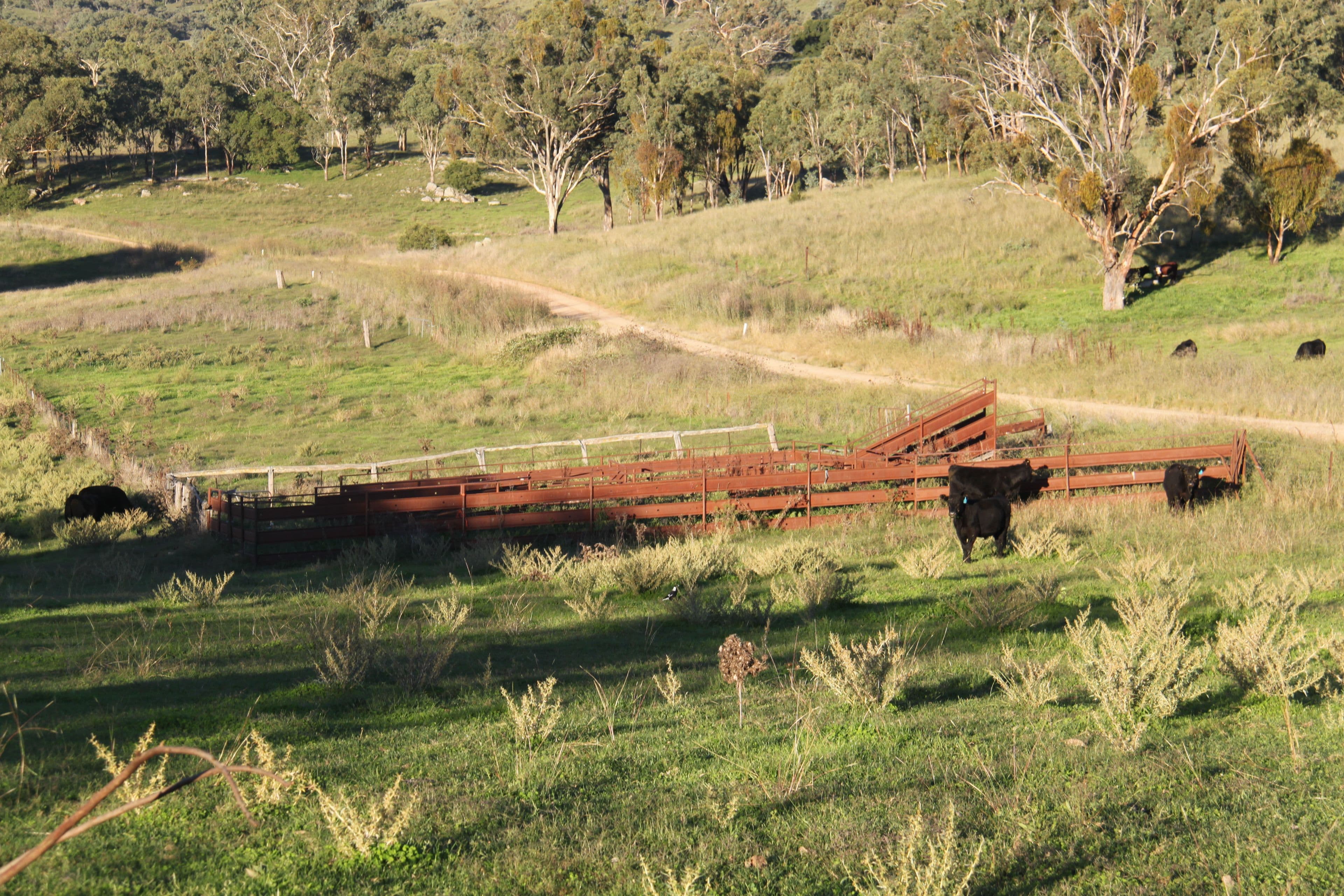 97 Woolomin Gap Road, Woolomin NSW 2340, Woolomin - Thumbnail 3