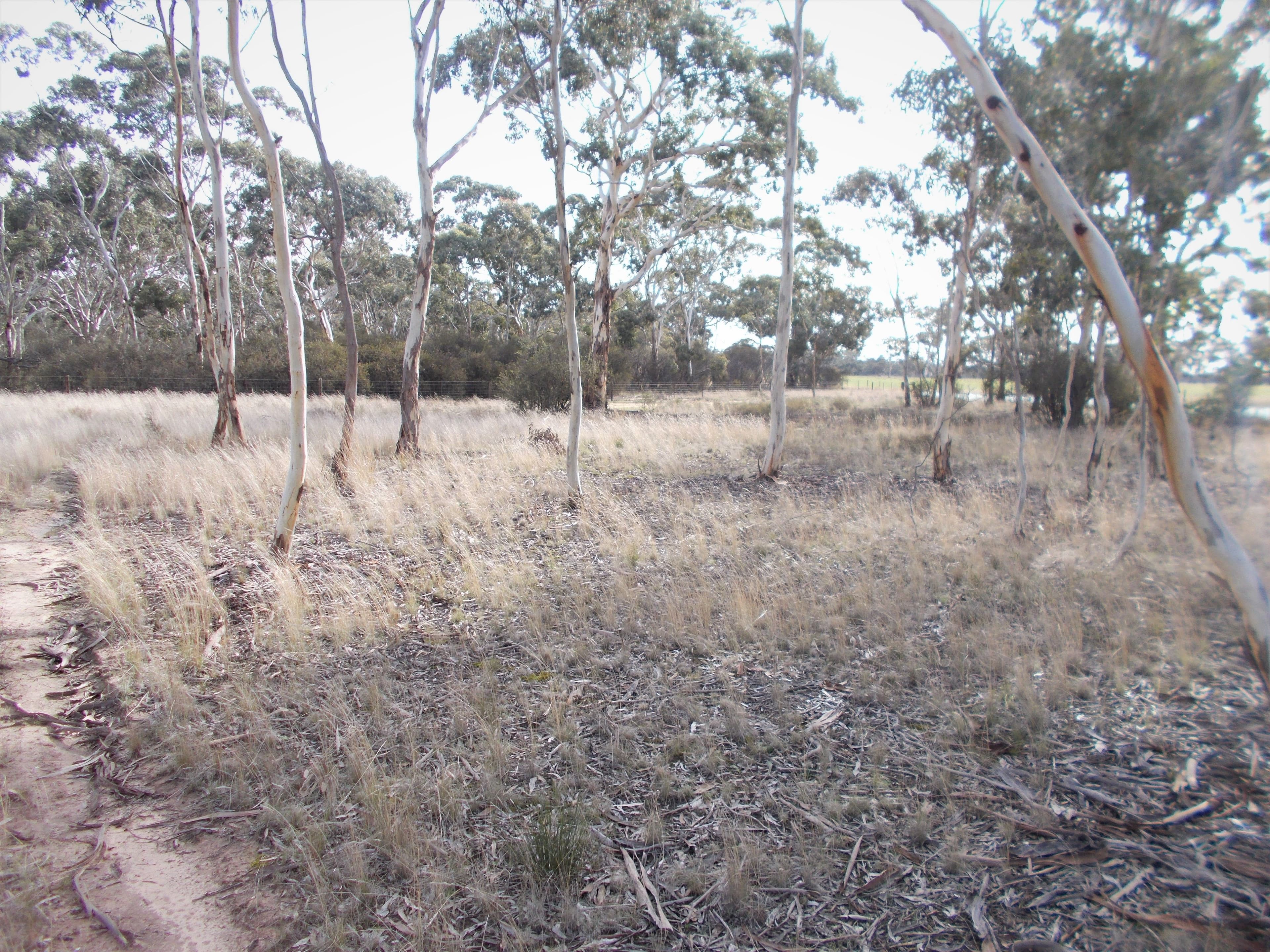 Lot 101 Dunstall Road, Bordertown South SA 5268, Bordertown South - Image 1