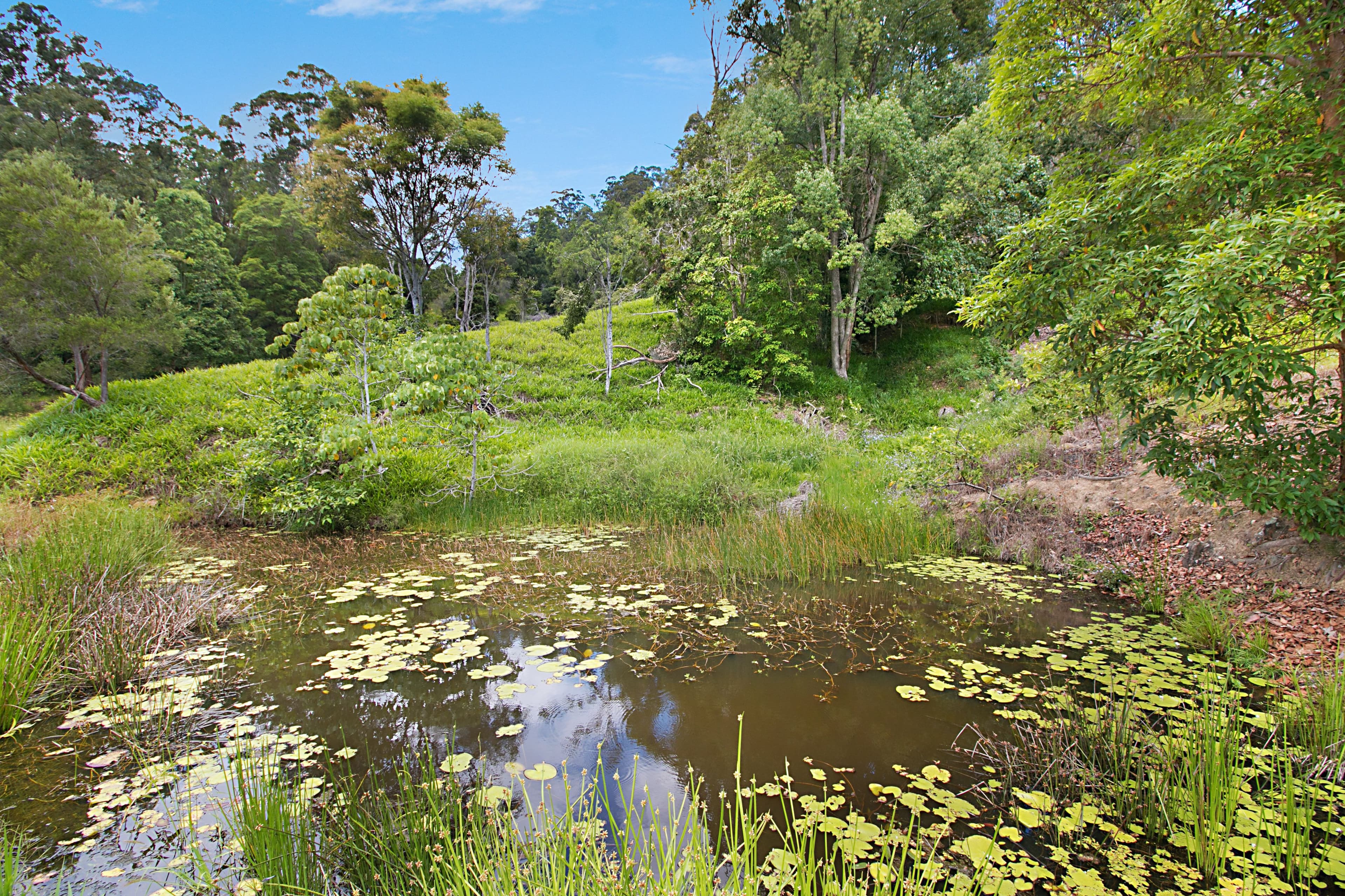 1851 Kyogle Road, Terragon NSW 2484, Terragon - Thumbnail 6
