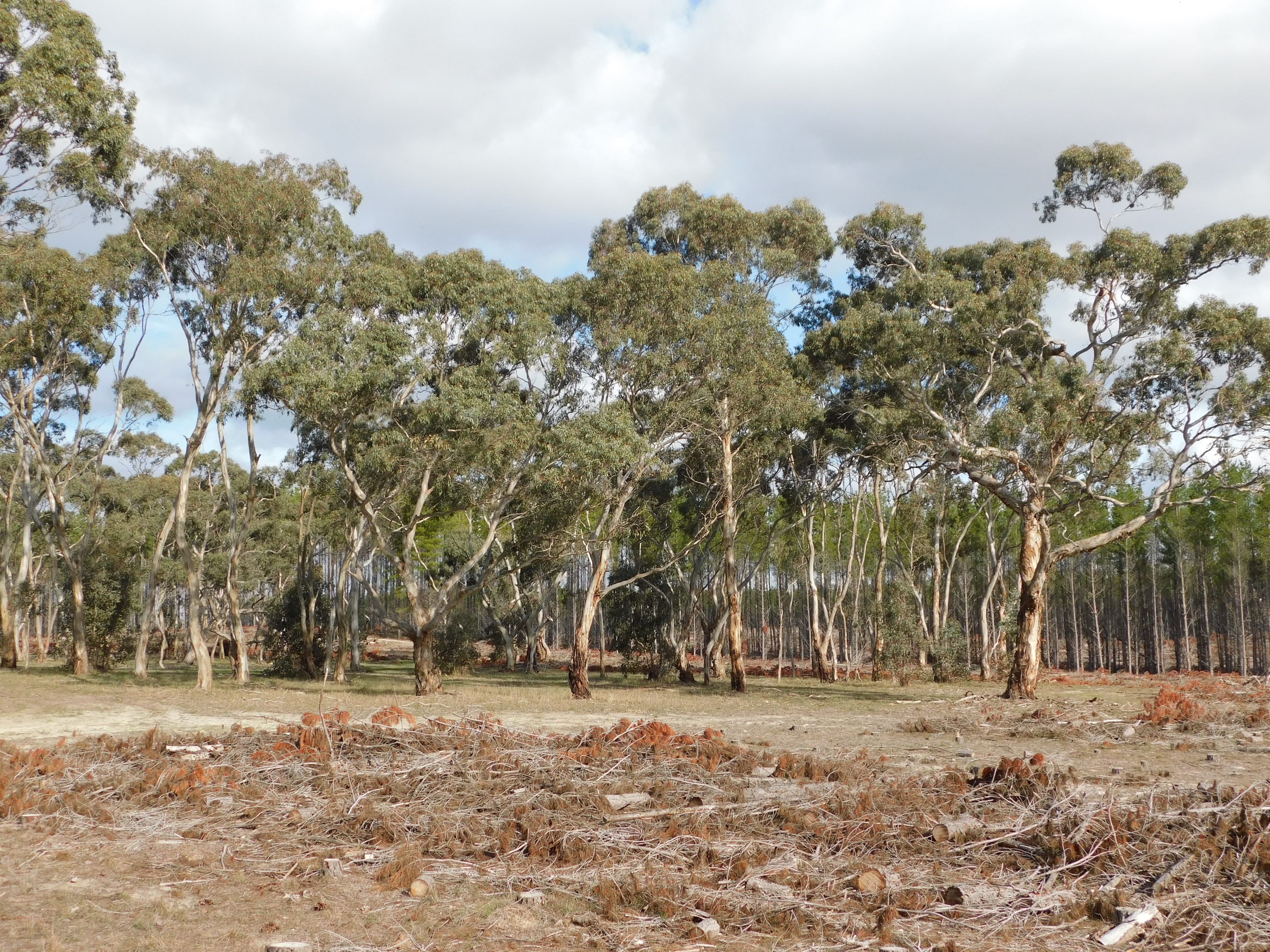 Lot 8 Bangham Road, Bangham SA 5268, Bangham - Thumbnail 6