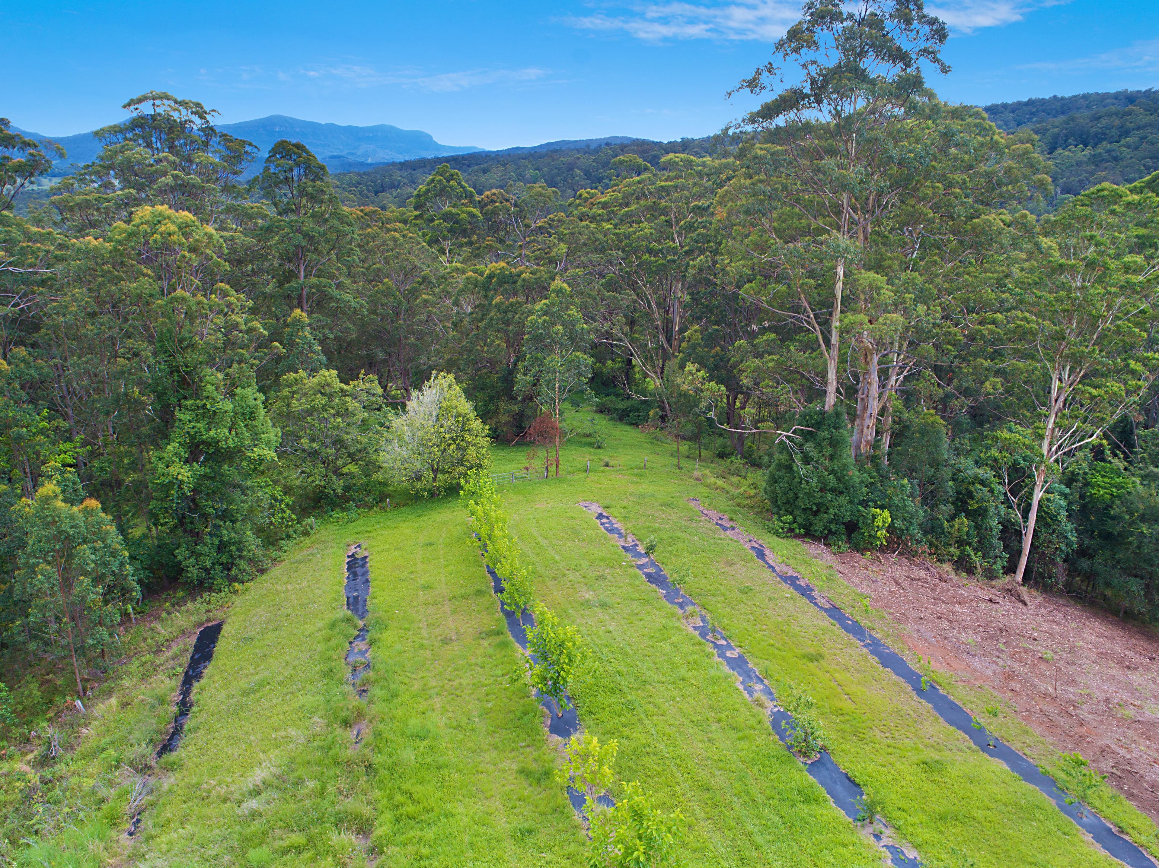 183 Tyalgum Ridge Road, Tyalgum NSW 2484, Tyalgum - Thumbnail 4