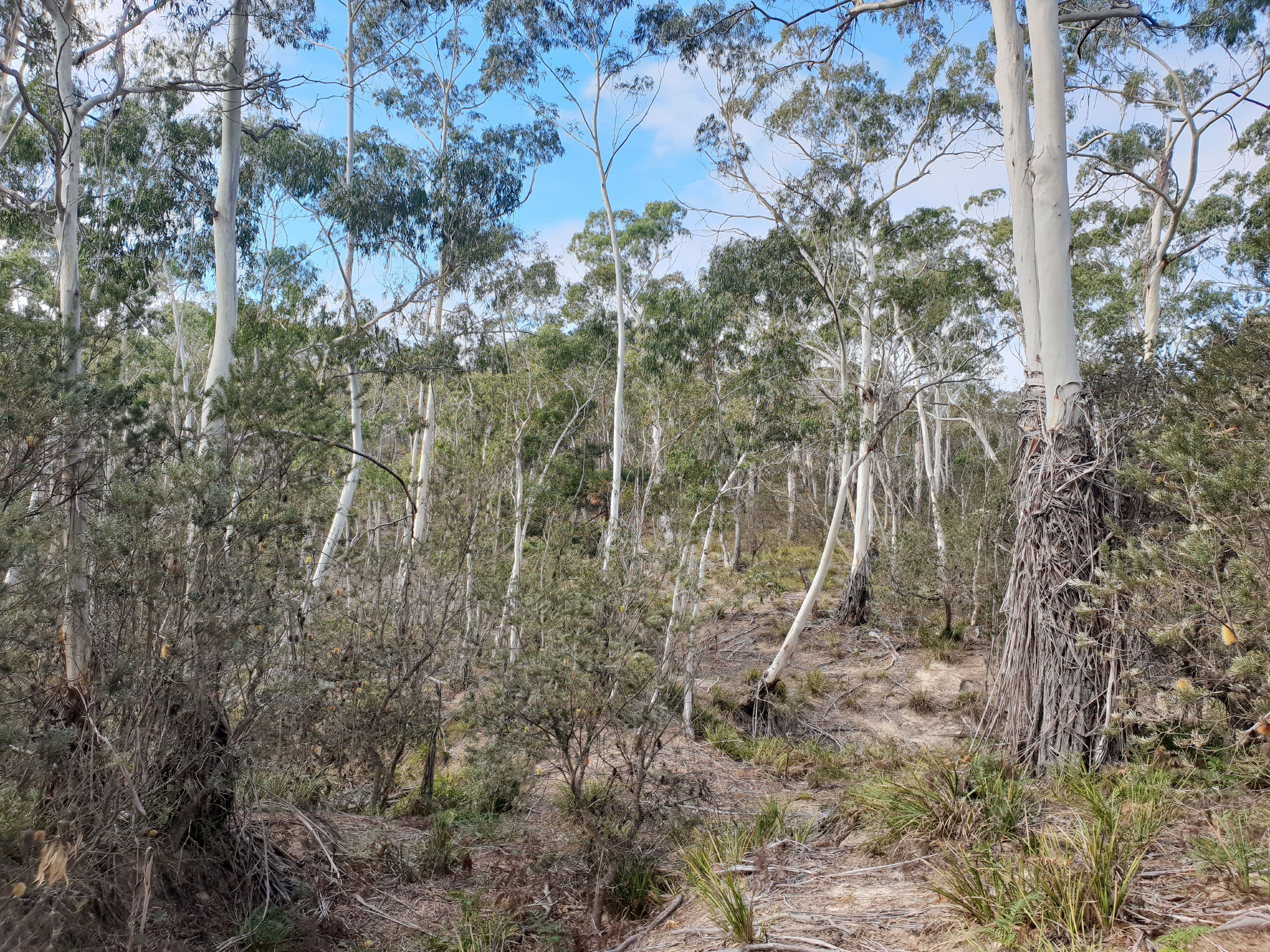 1821 Cooma Road, Bendoura NSW 2622, Bendoura - Thumbnail 3