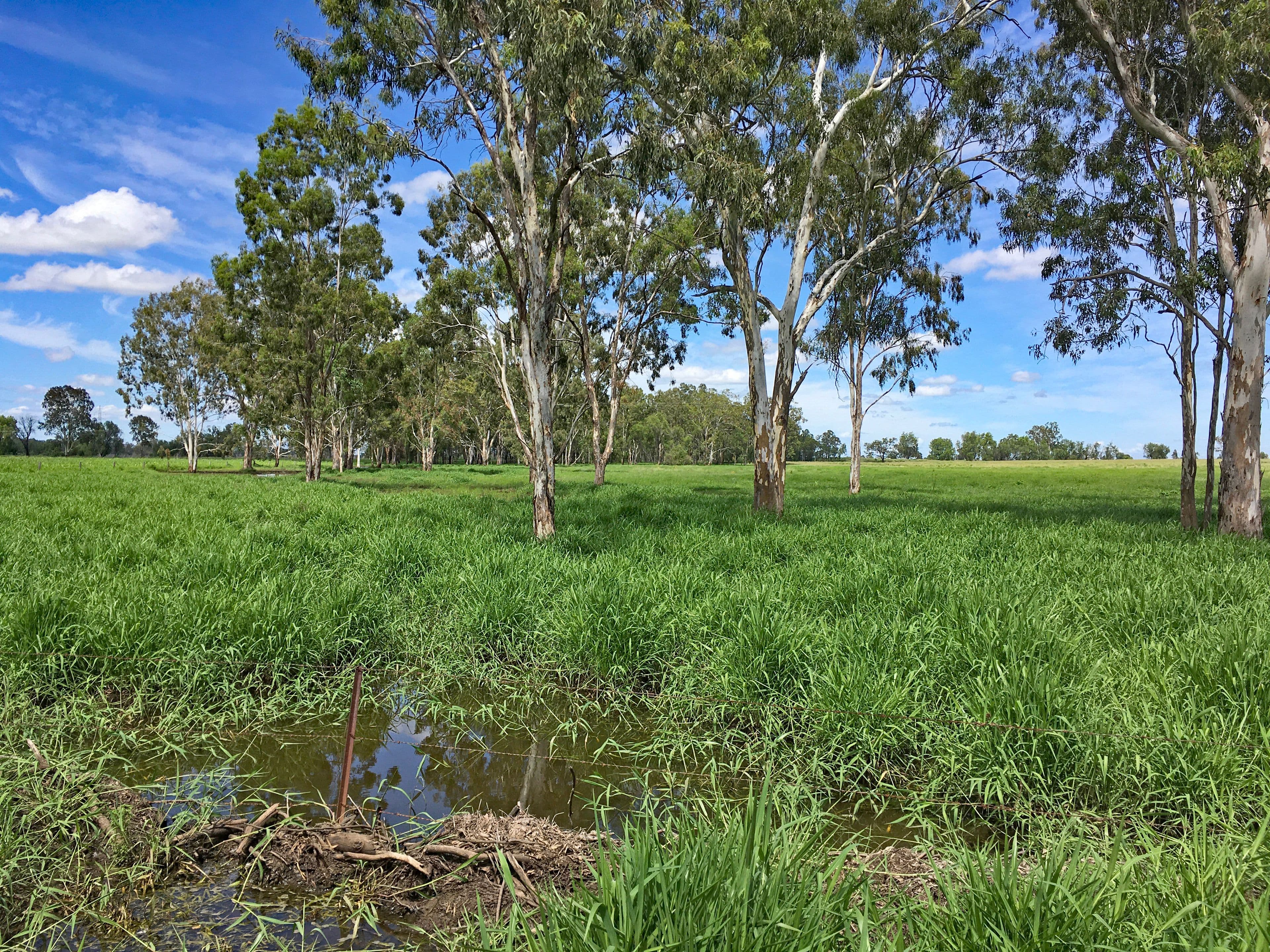 225 Biloela Callide Road, Mount Murchison QLD 4715, Mount Murchison - Thumbnail 4