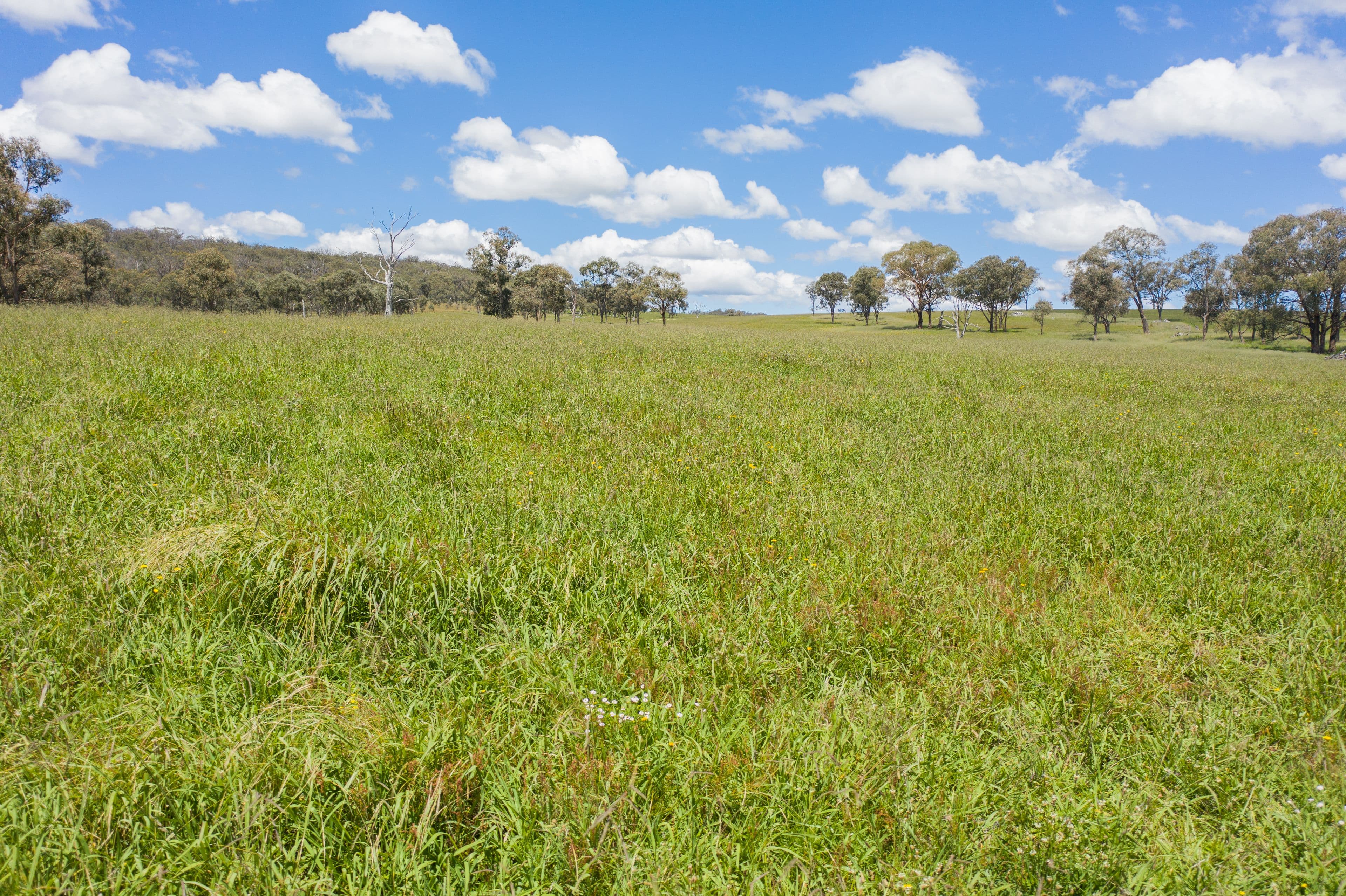 161 Nine Mile Road, Dundee NSW 2370, Dundee - Thumbnail 7