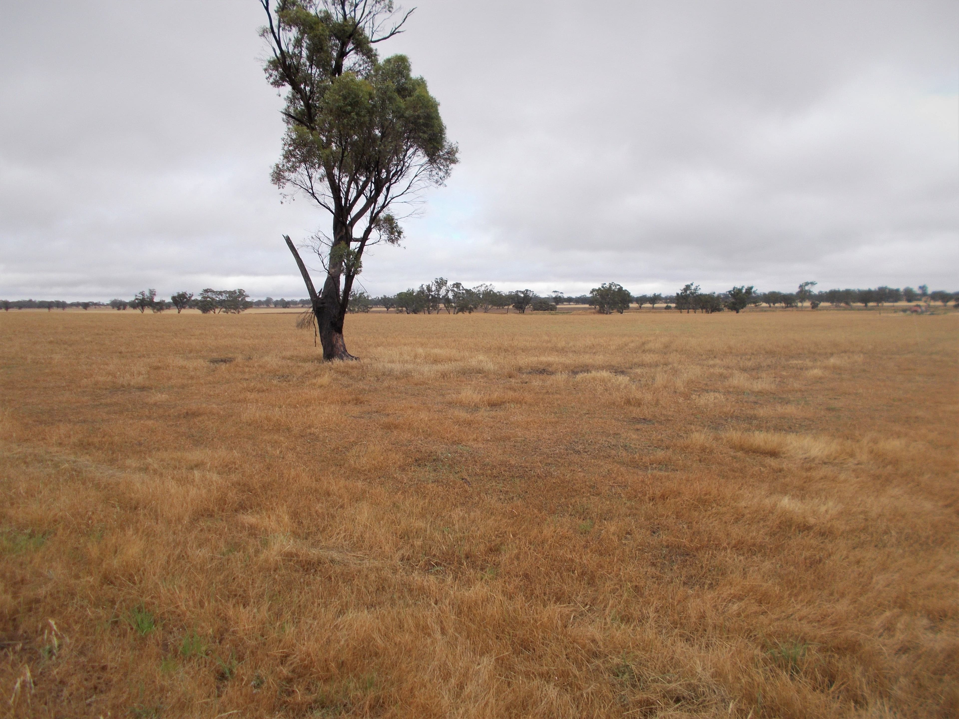 Proposed Lot Finlayson Road, Bordertown SA 5268, Bordertown - Thumbnail 2