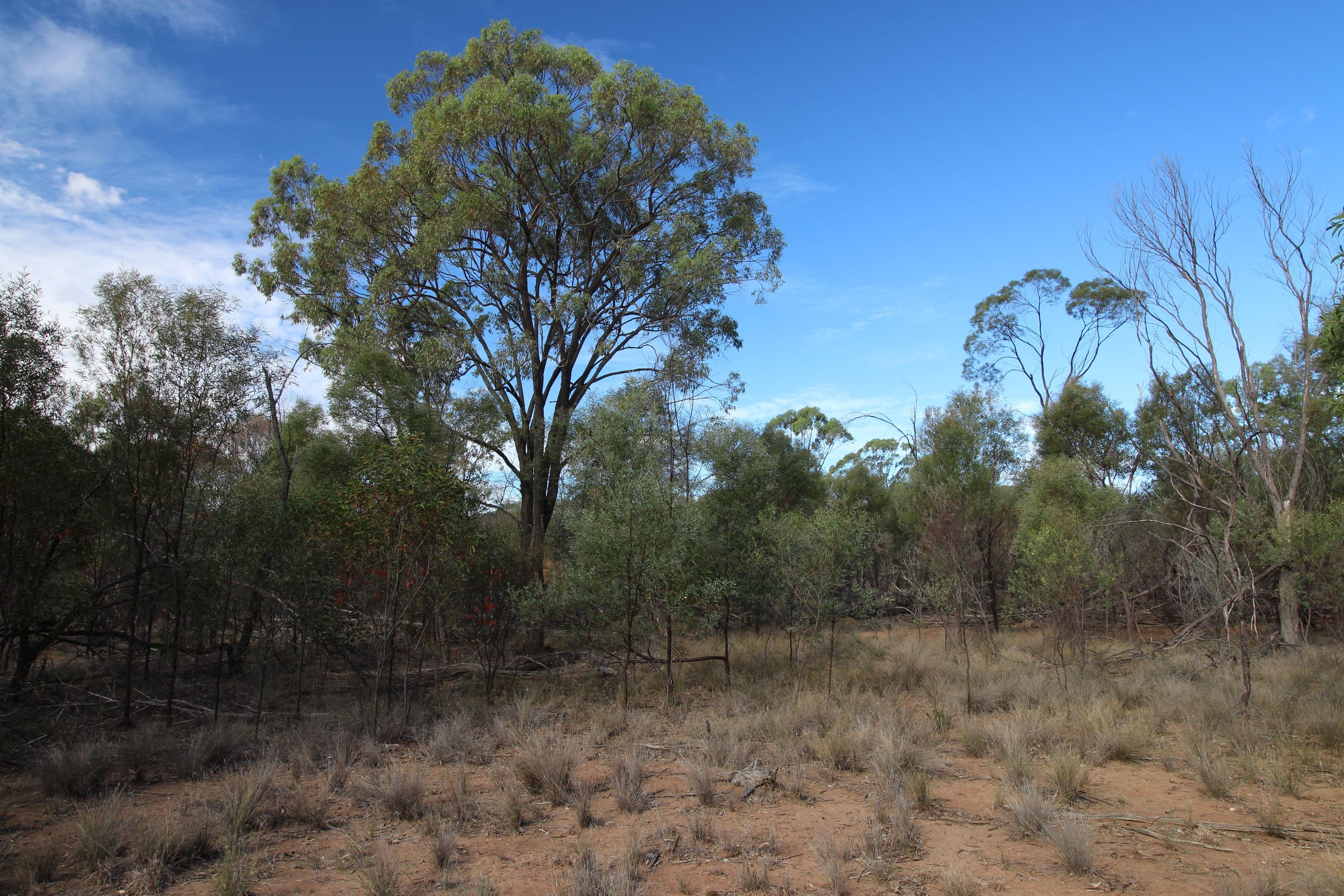 209 Kytes Road, Tara QLD 4421, Tara - Thumbnail 3