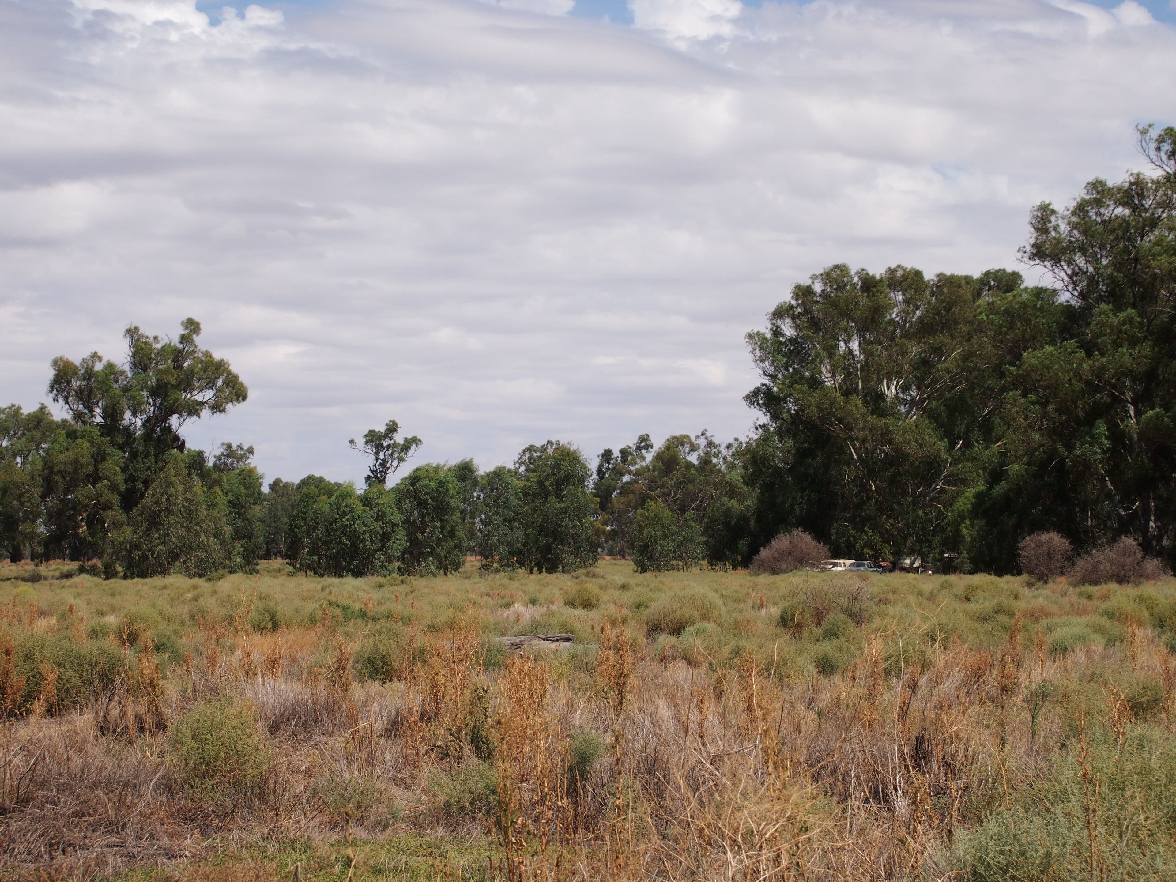 374 North Forbes Road, Condobolin NSW 2877, Condobolin - Thumbnail 3