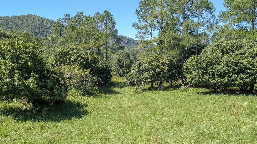 884 Kyogle Road, Mount Warning NSW 2484, Mount Warning - Thumbnail 6