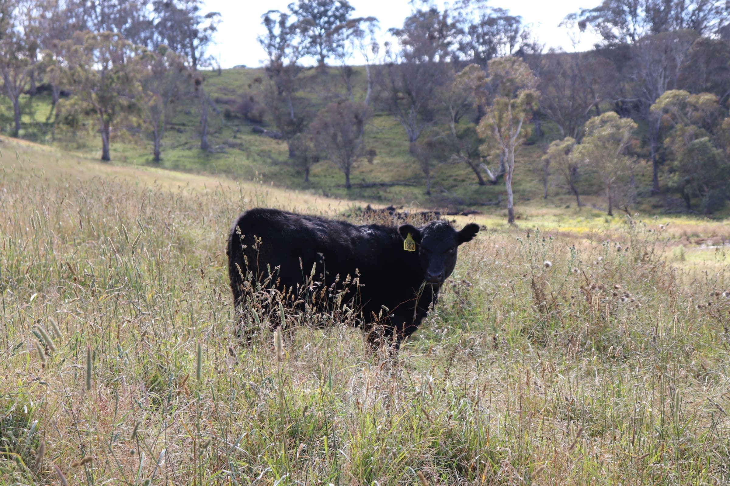 489 Inn Road, Ben Lomond NSW 2365, Ben Lomond - Thumbnail 2
