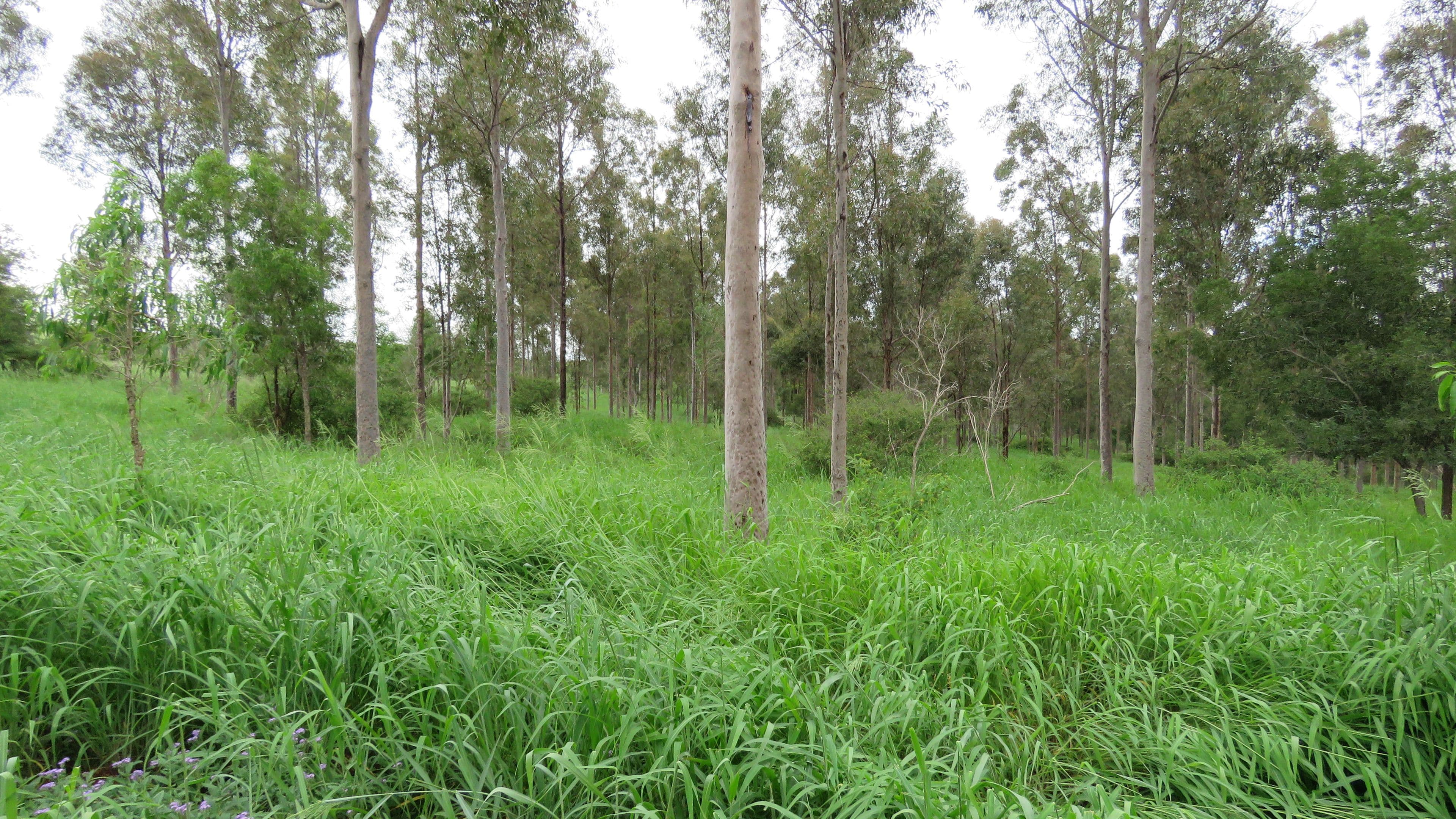 Lot 4 Pedersens Road, Cushnie QLD 4608, Cushnie - Thumbnail 5
