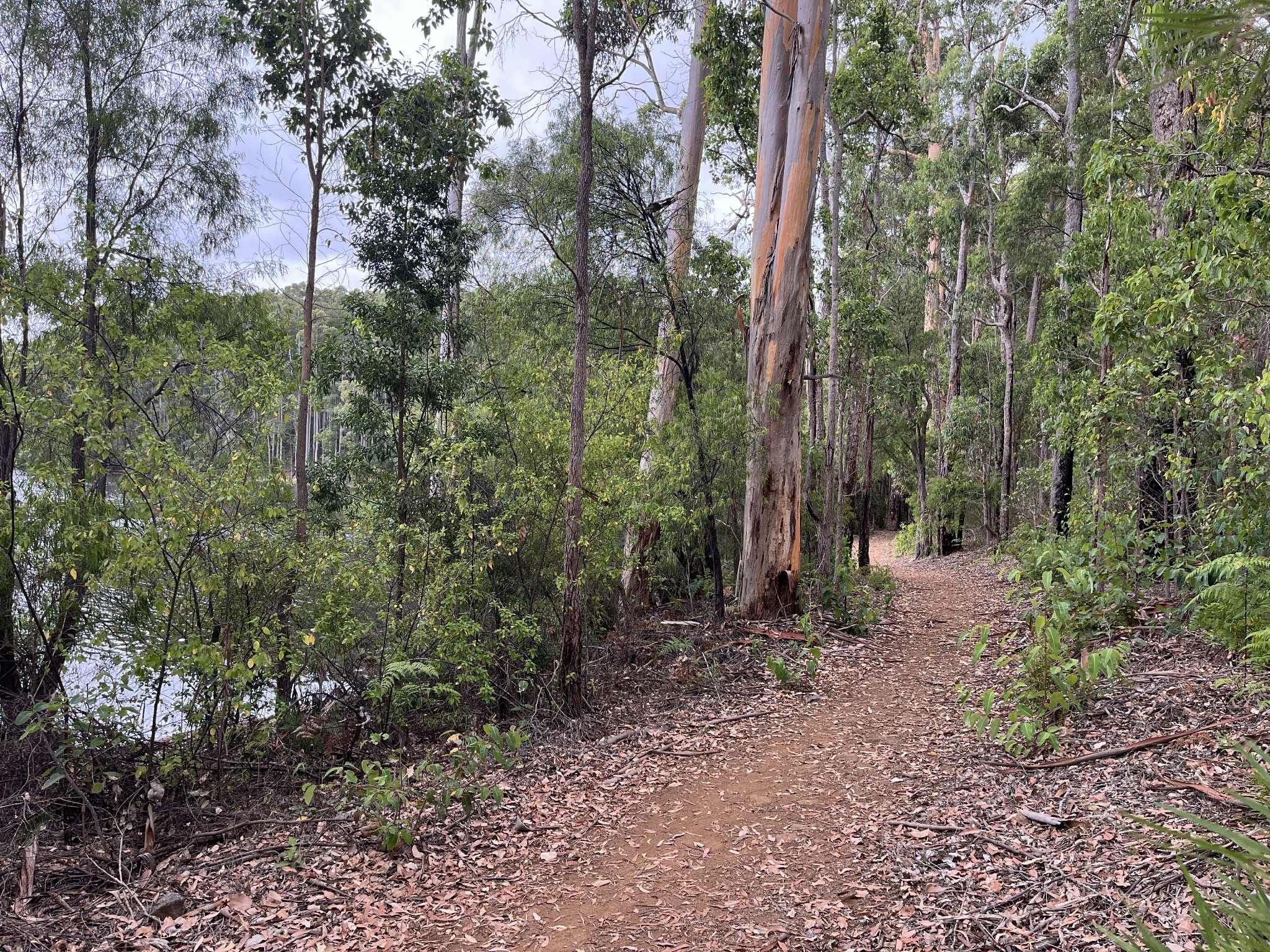 Karri Lane, Quinninup WA 6258, Quinninup - Thumbnail 4