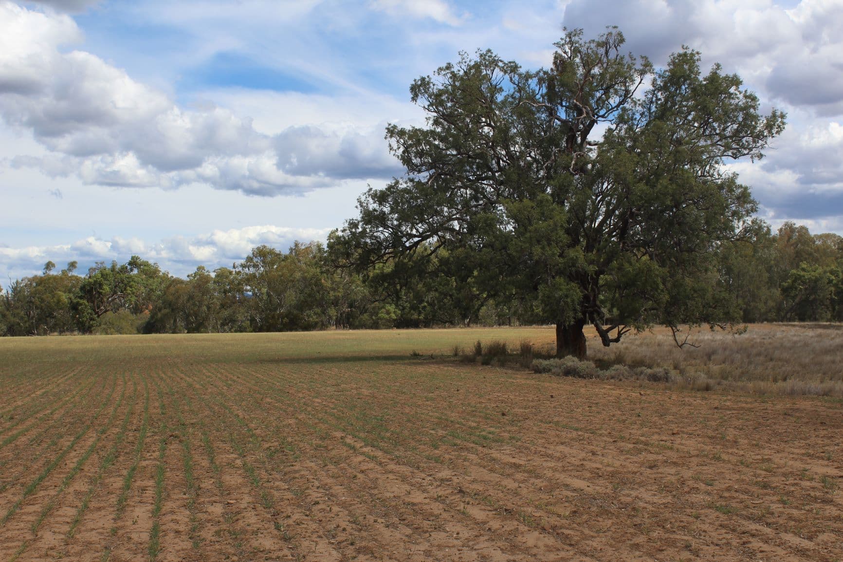 " Berrigal Farm", Bellata NSW 2397, Bellata - Thumbnail 4