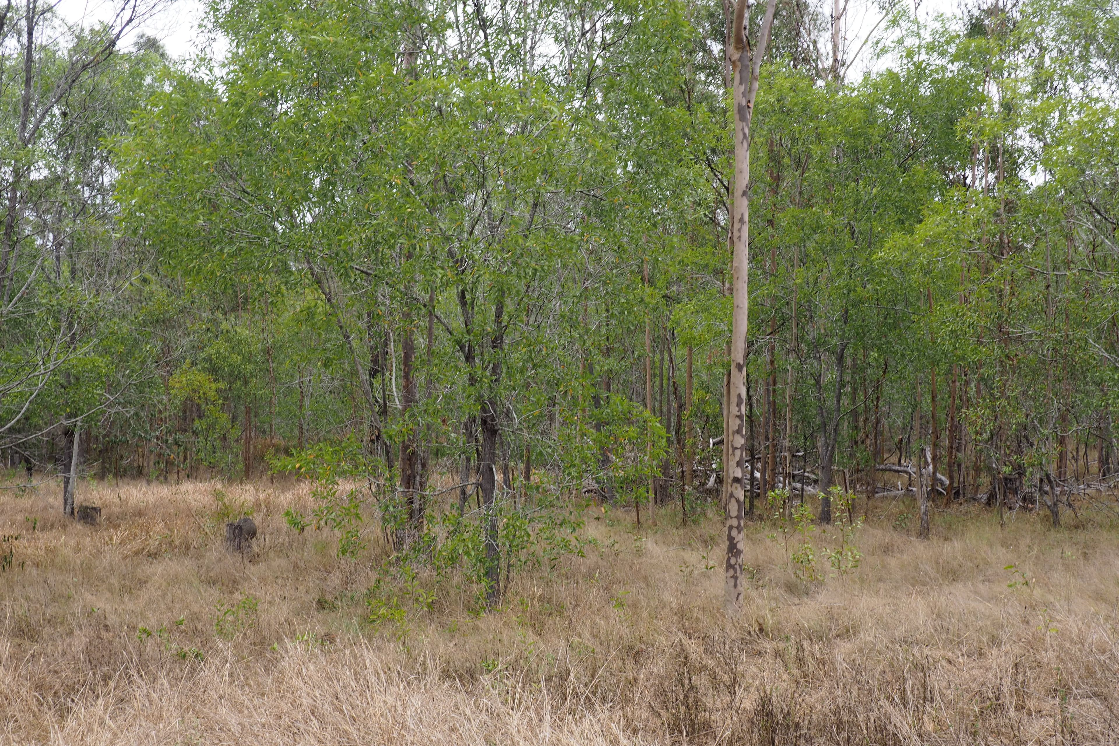 195 Nangarin Road, Oakhurst QLD 4650, Oakhurst - Thumbnail 7