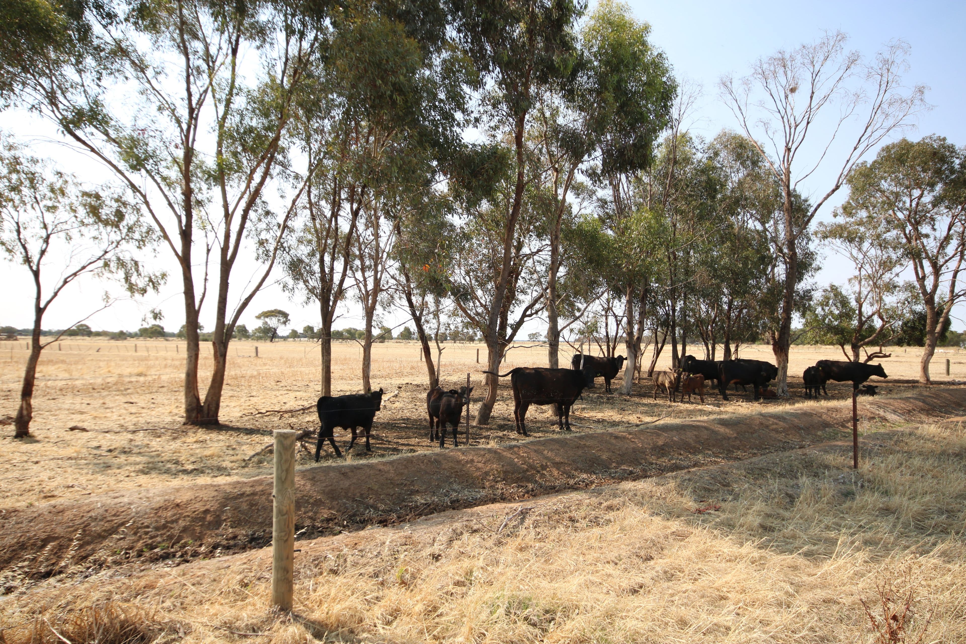 293 Hansen Road, Ballendella VIC 3561, Ballendella - Thumbnail 3