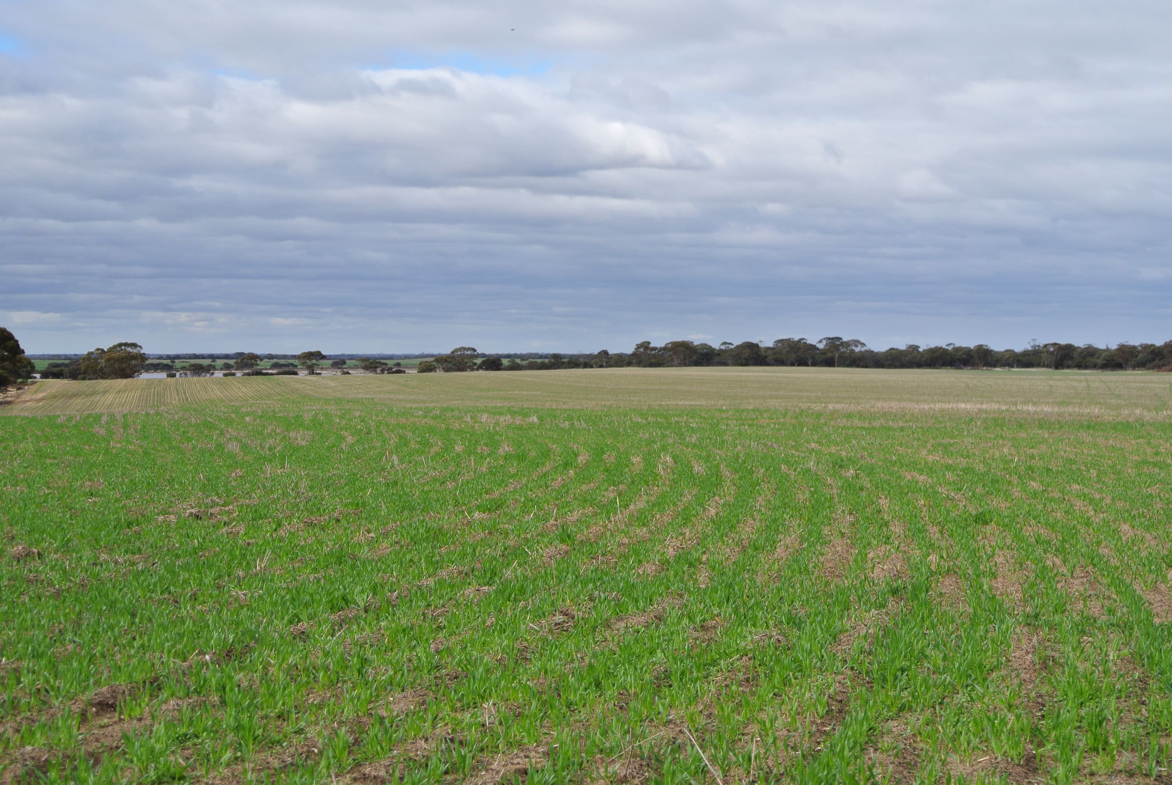 Salmon Gums WA 6445, Salmon Gums - Thumbnail 8