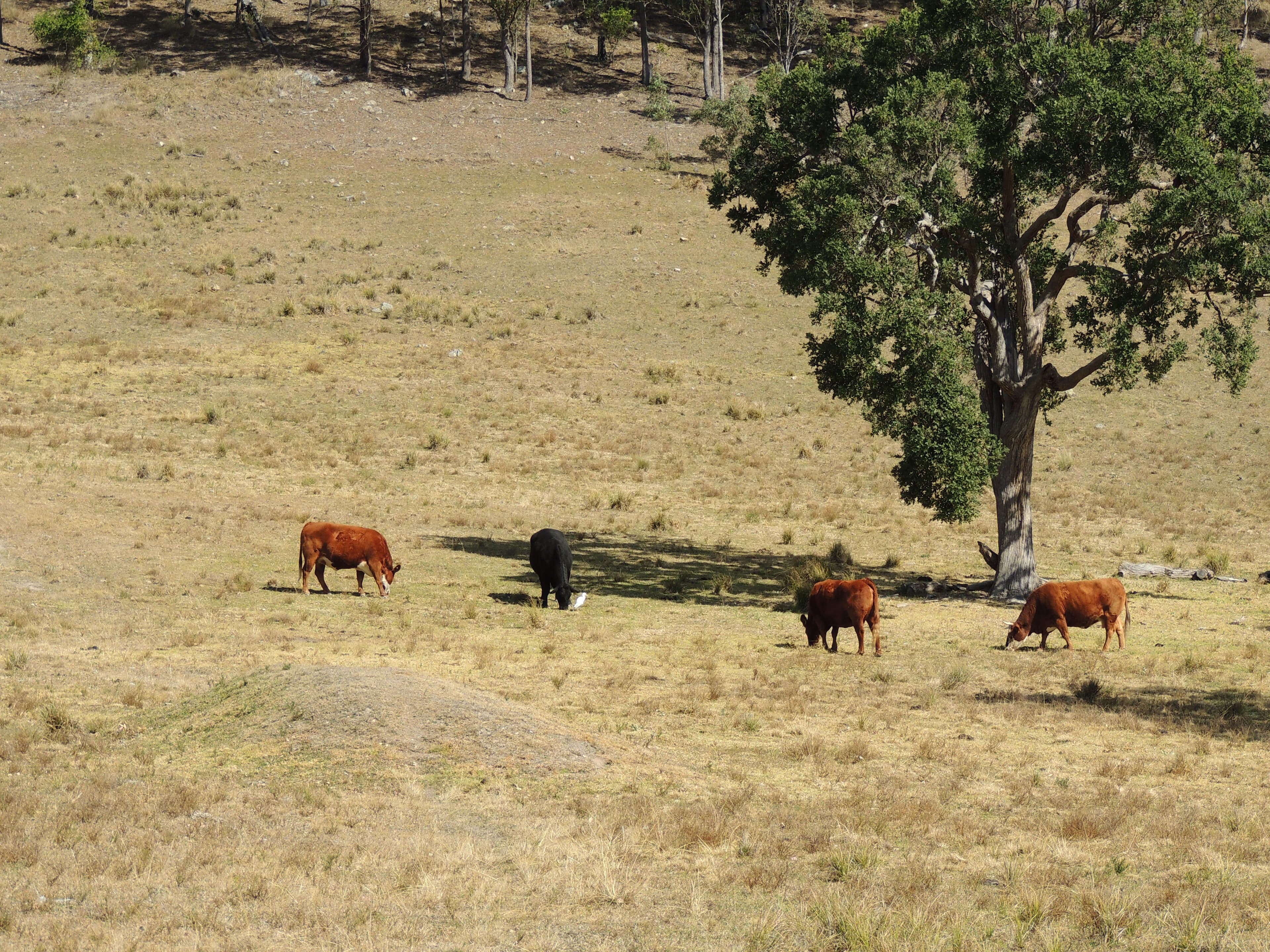 419 Bakers Creek Road, Gloucester NSW 2422, Gloucester - Thumbnail 6