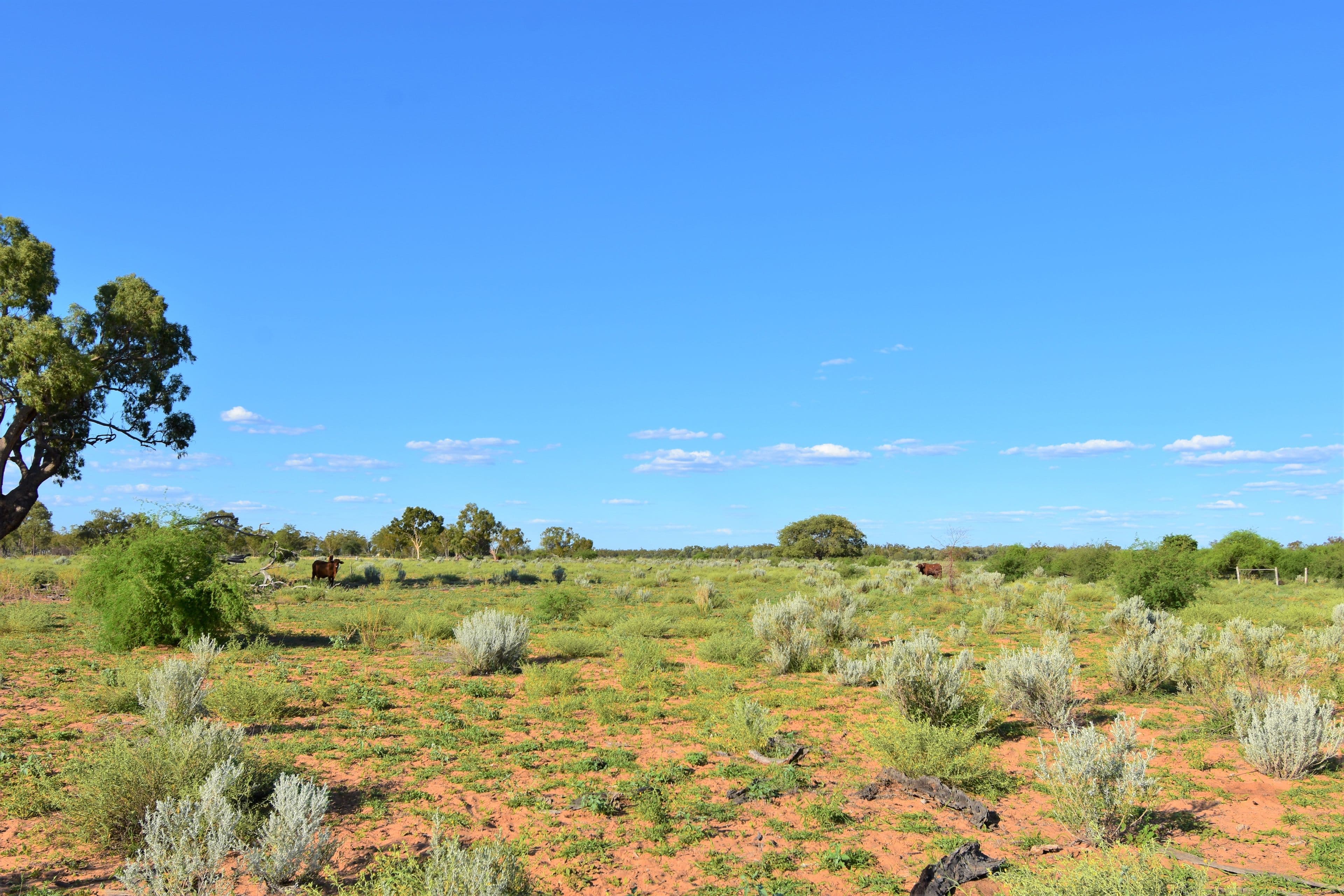 Barcaldine QLD 4725, Barcaldine - Thumbnail 6