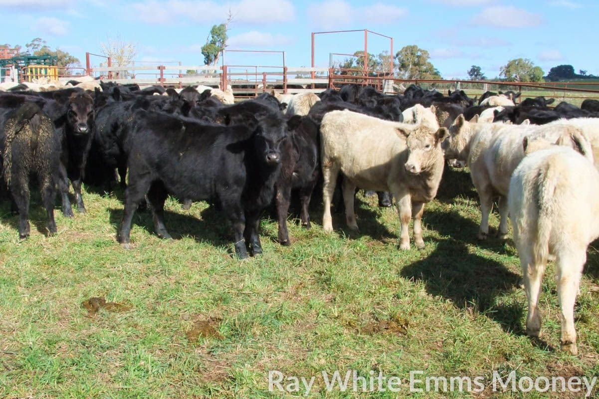 Blayney NSW 2799, Blayney - Thumbnail 7