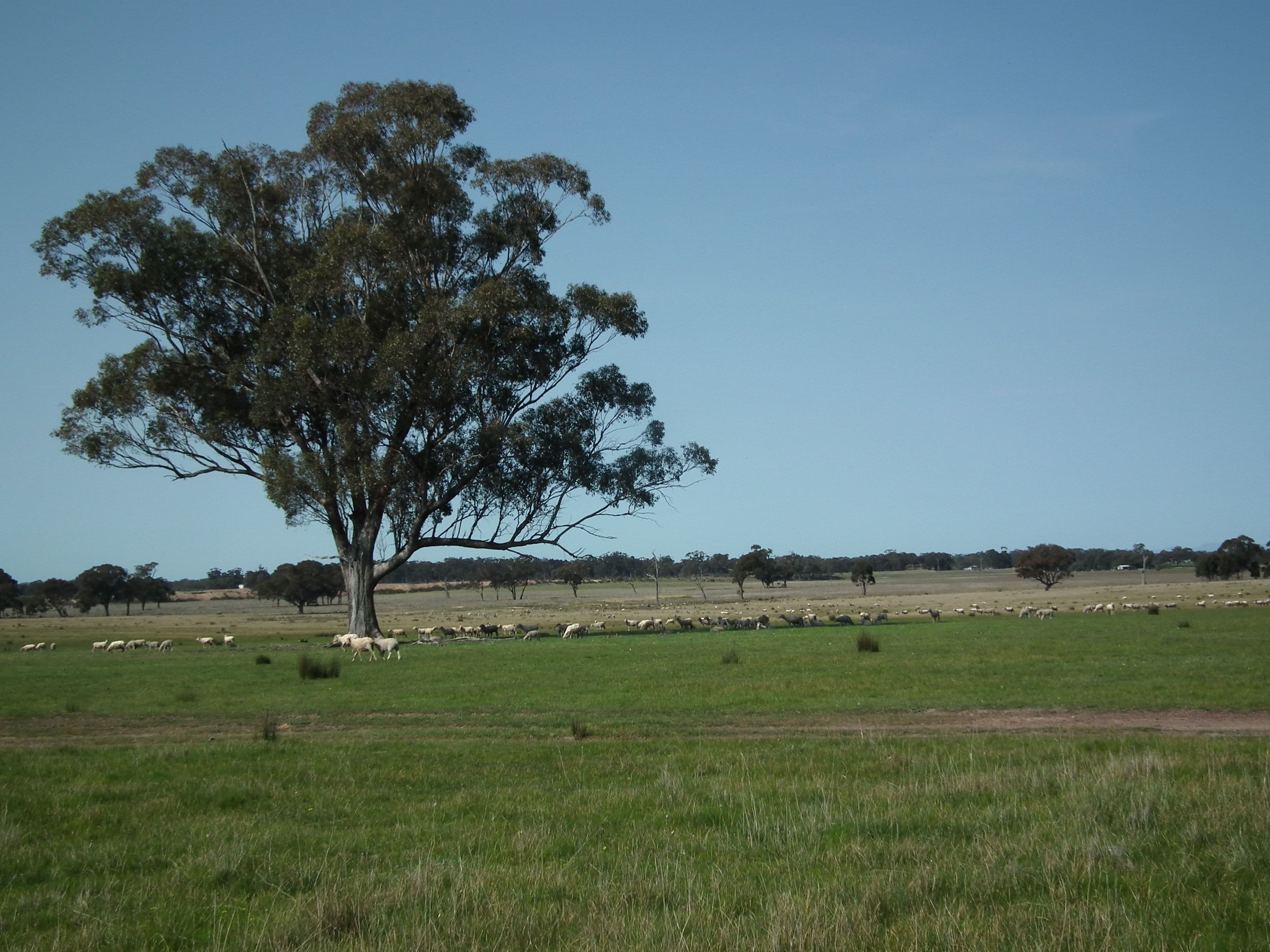 "Snipey" Snipey Road, KIRWANS BRIDGE VIC 3608, Kirwans Bridge - Thumbnail 8