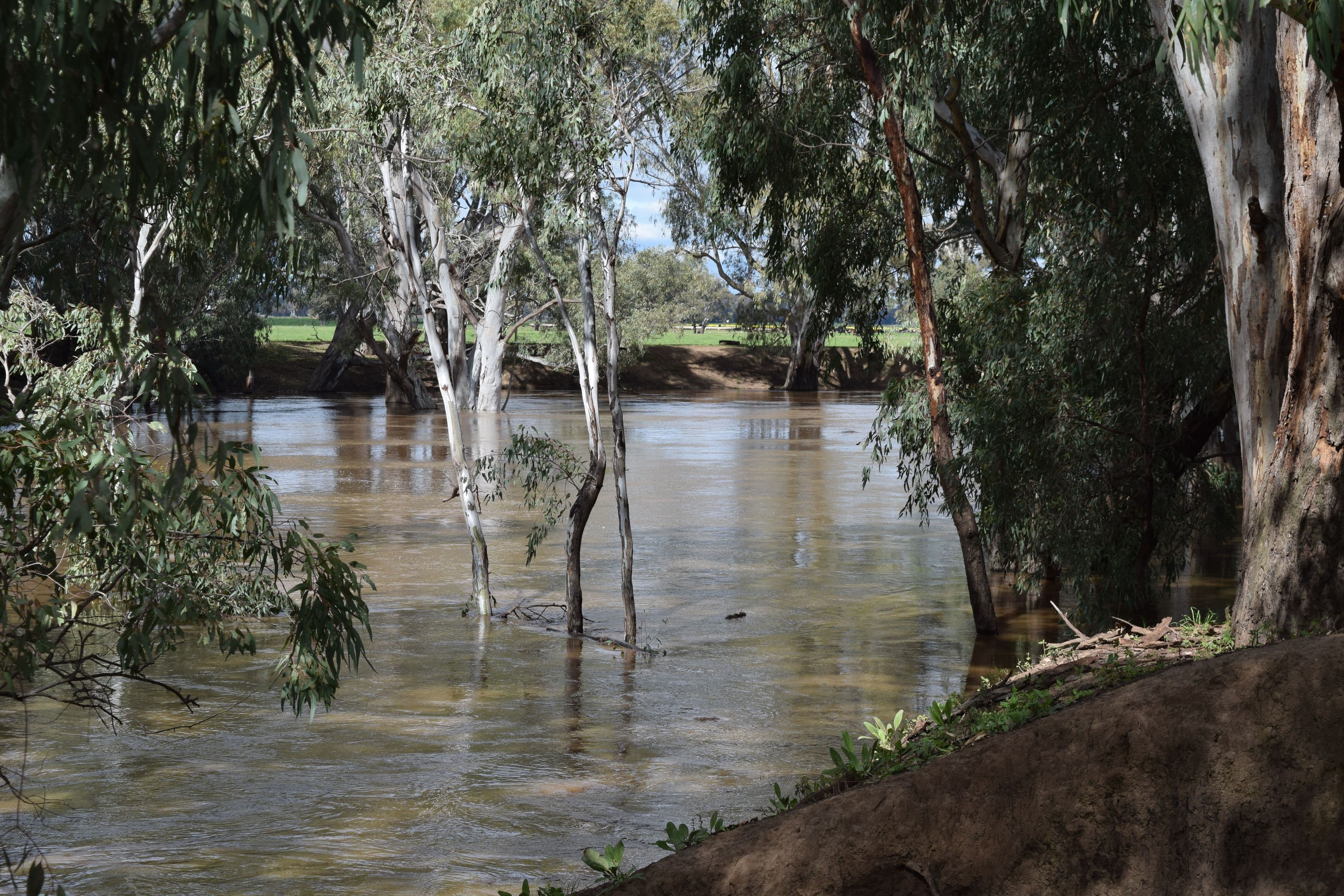 Bullock Paddock  The Escort Way, Forbes NSW 2871, Forbes - Thumbnail 8