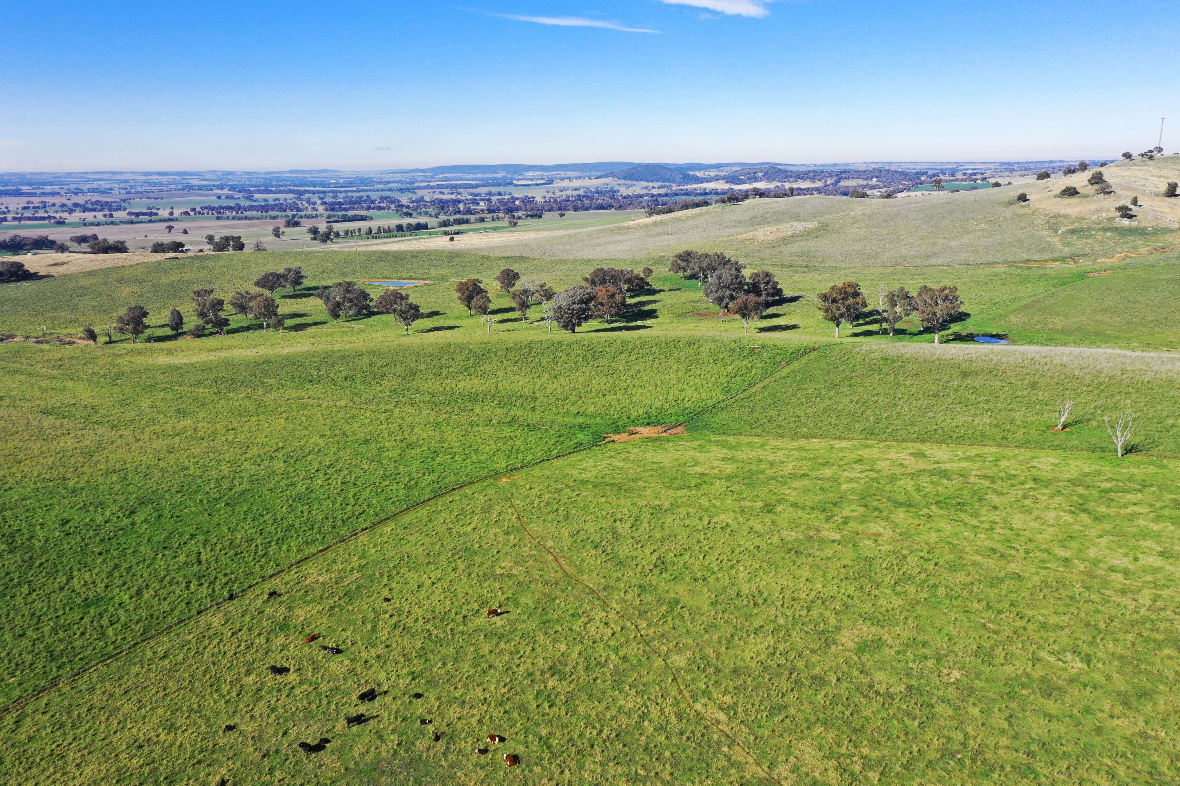 Young NSW 2594, Young - Thumbnail 4