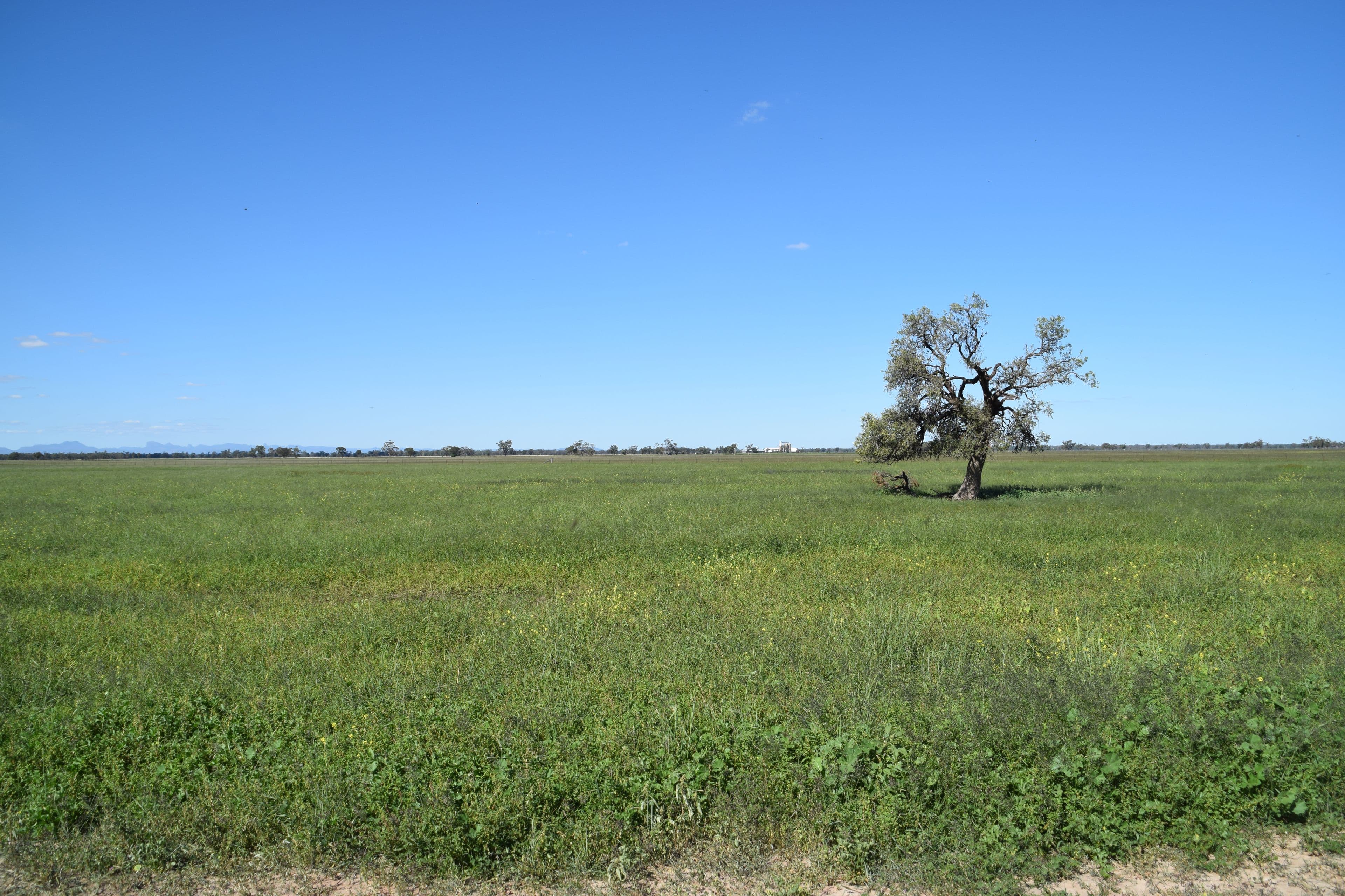 'Fairview' 339 Wyuna Road, Curban NSW 2827, Curban - Thumbnail 8